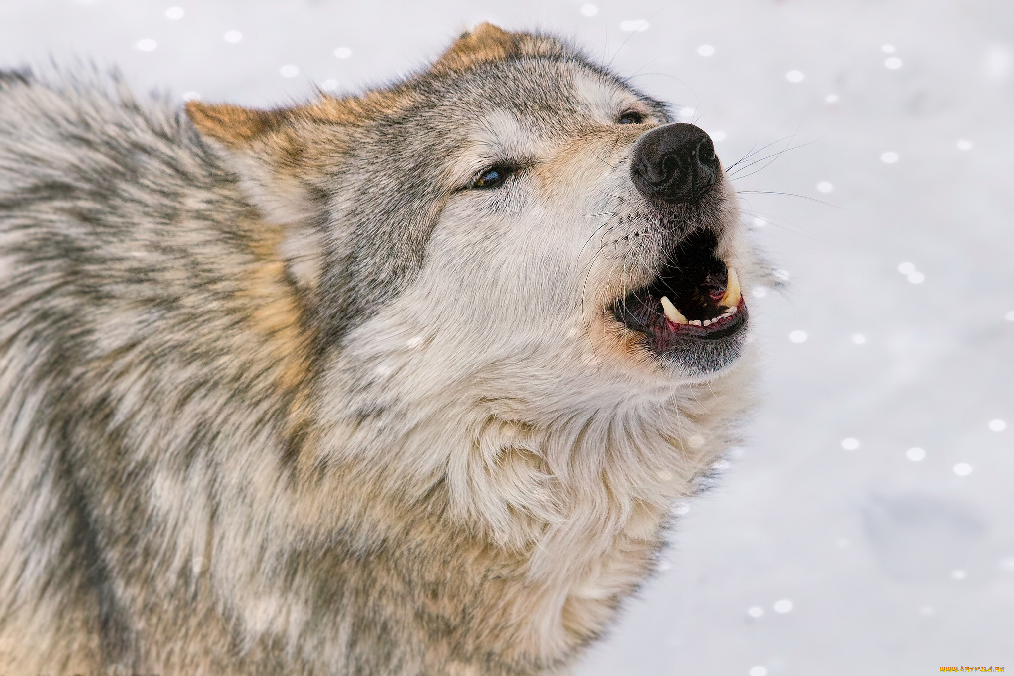 животные, волки, , койоты, , шакалы, волк