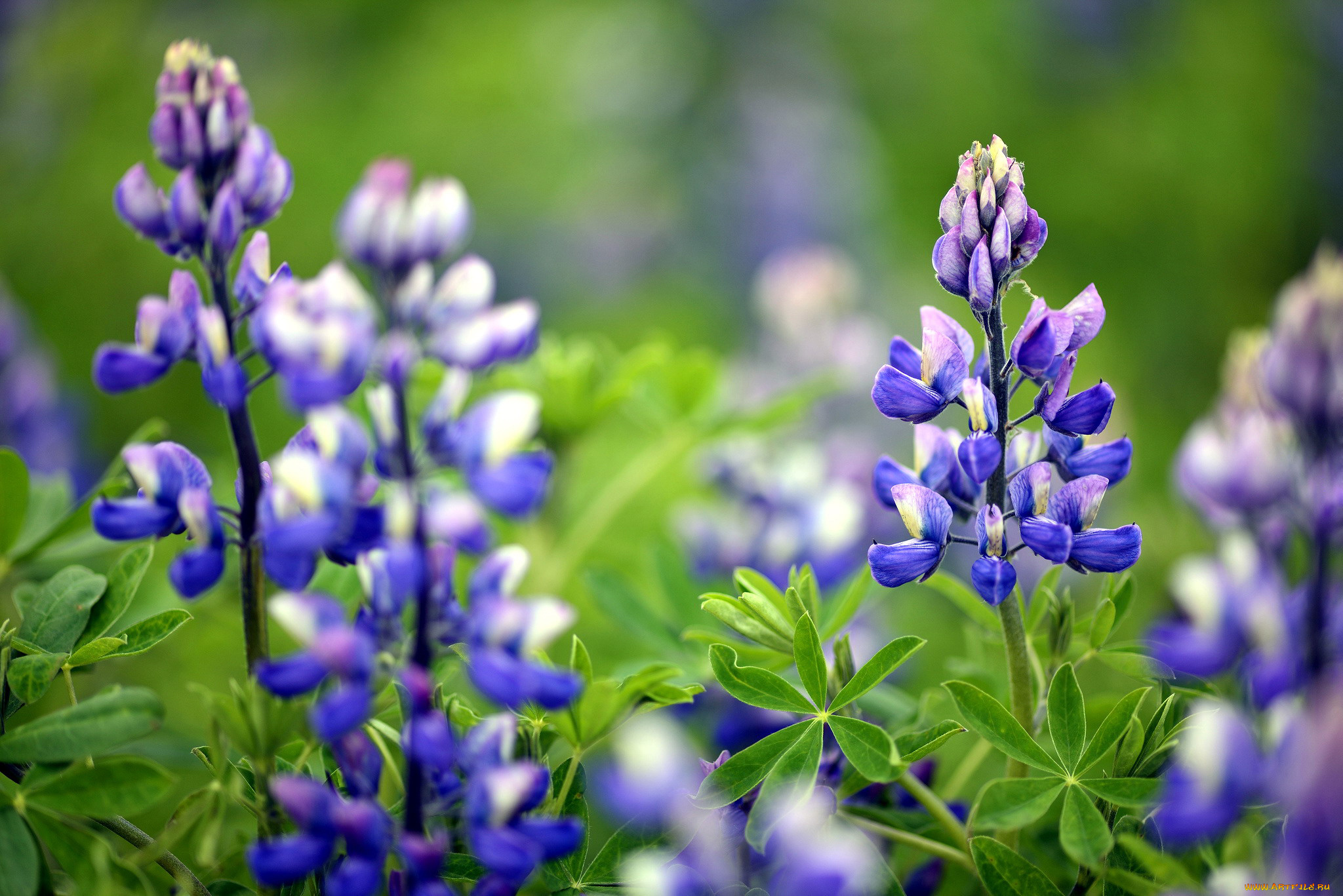 цветы, люпин, синий