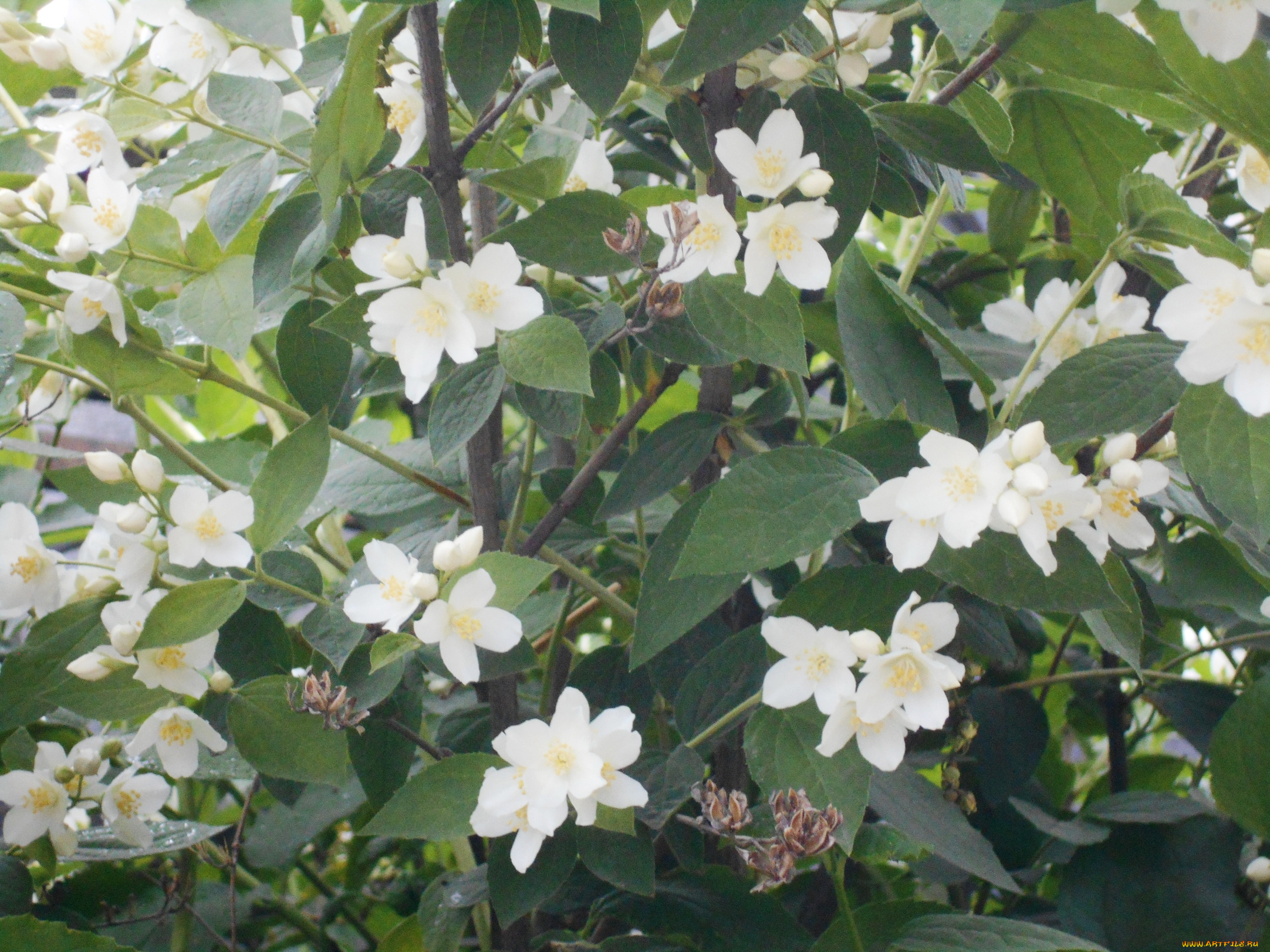 цветы, жасмин