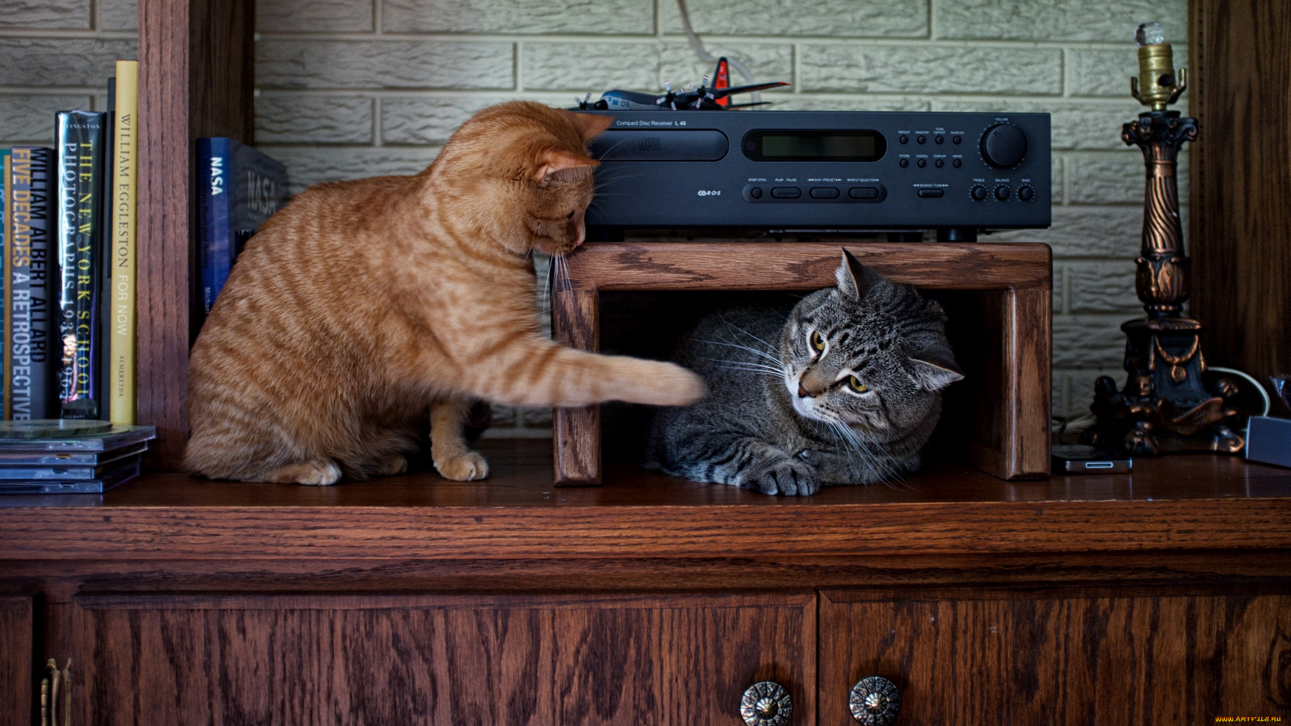 кошка, животные, коты