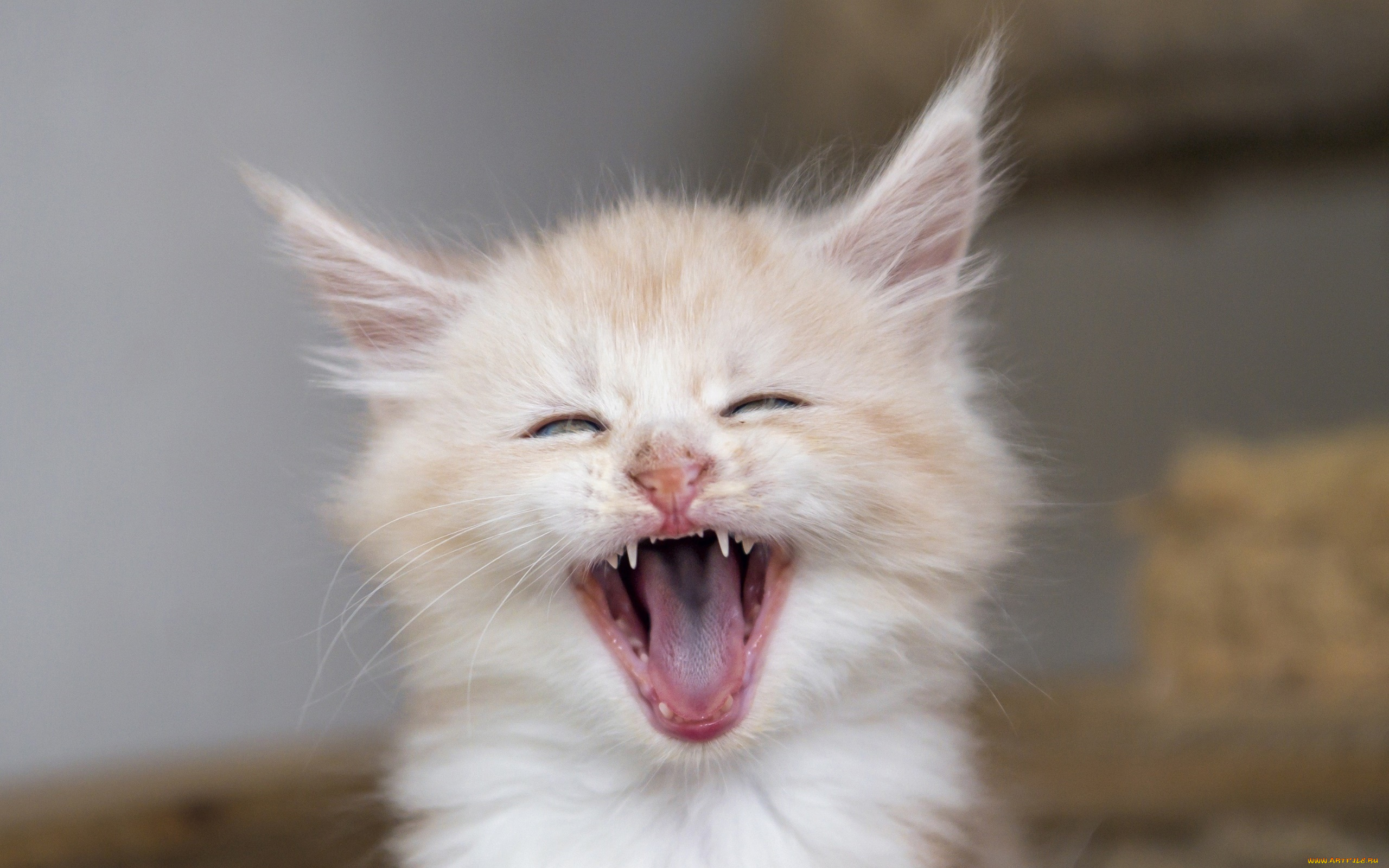 кошка, животные, коты