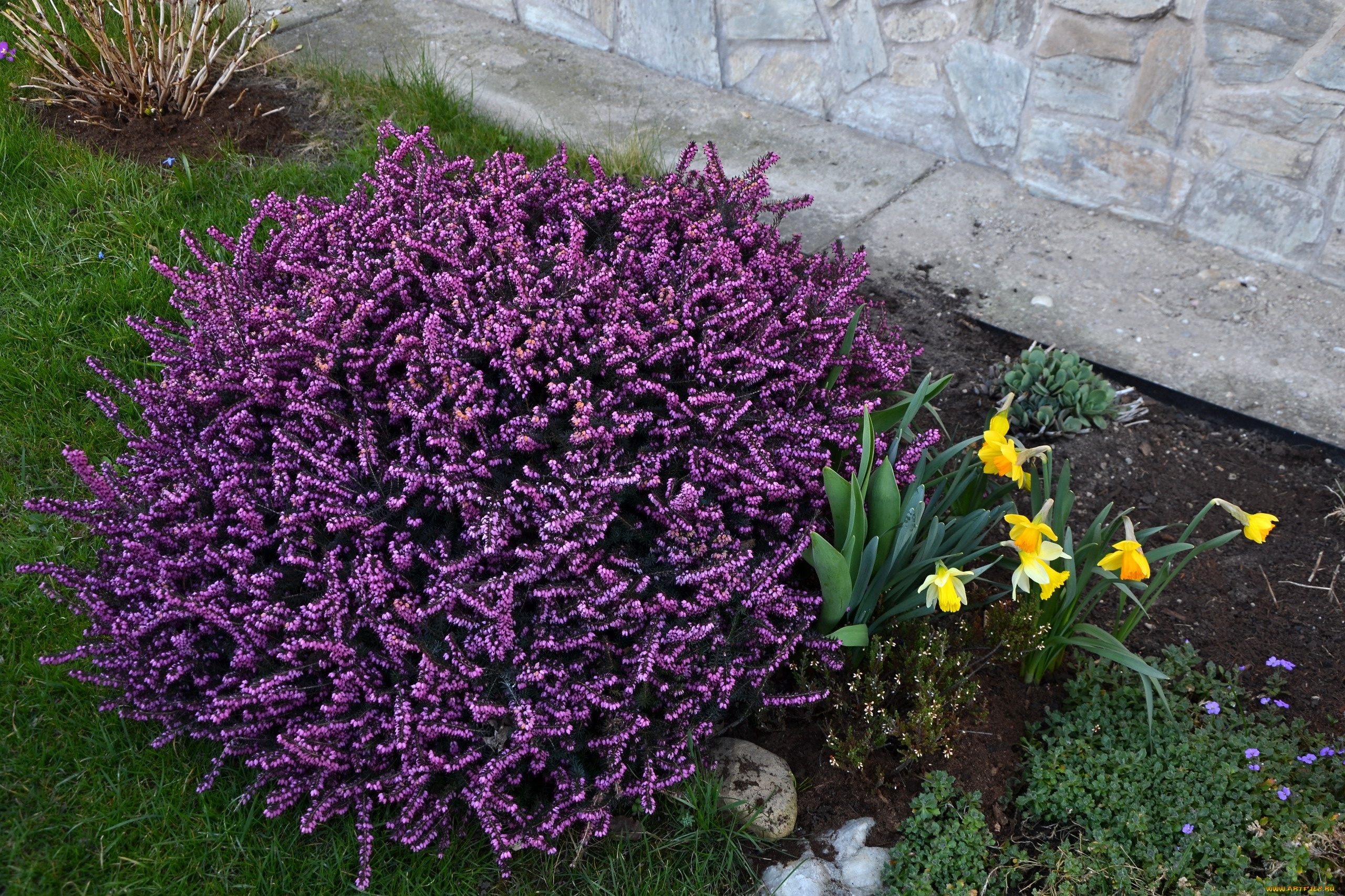 цветы, разные, вместе, лиловый, желтый