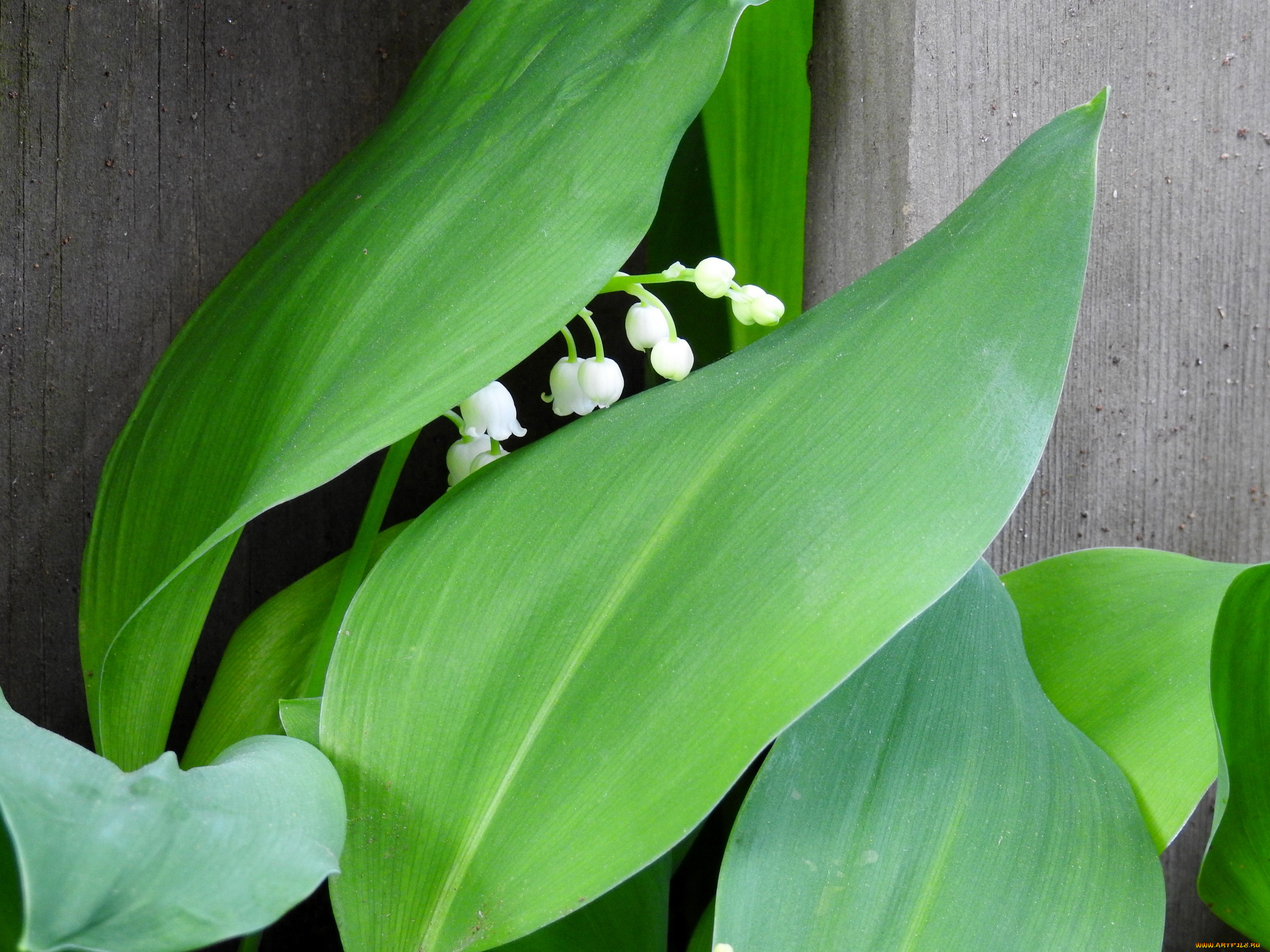 цветы, ландыши, белый