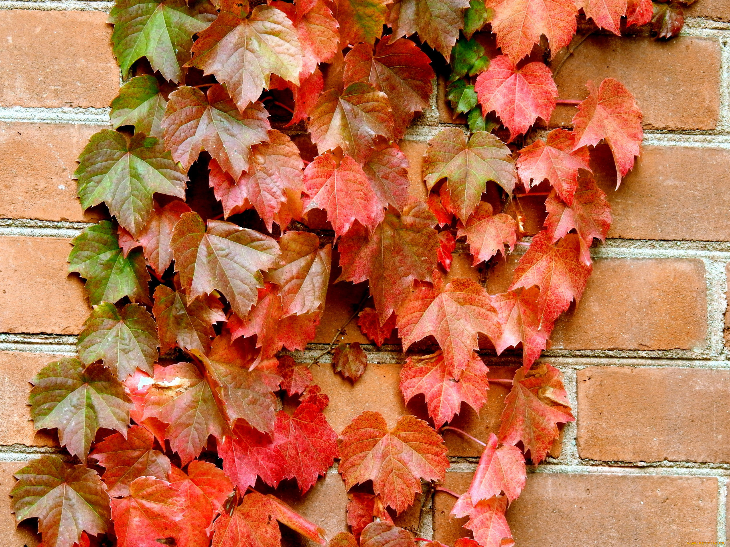 природа, листья, осень