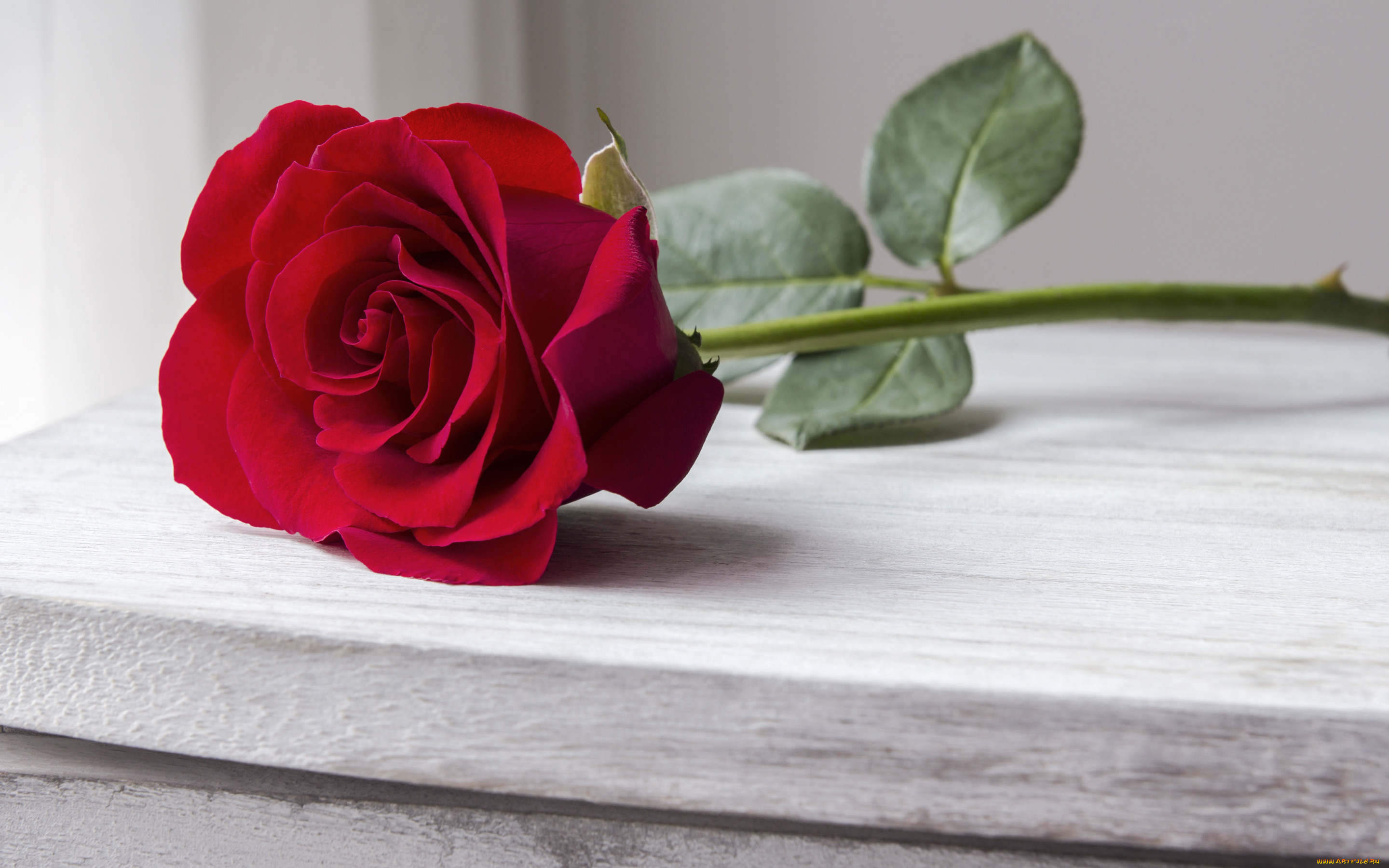 цветы, розы, бутон, red, bud, красная, роза, romantic, wood, beautiful, rose