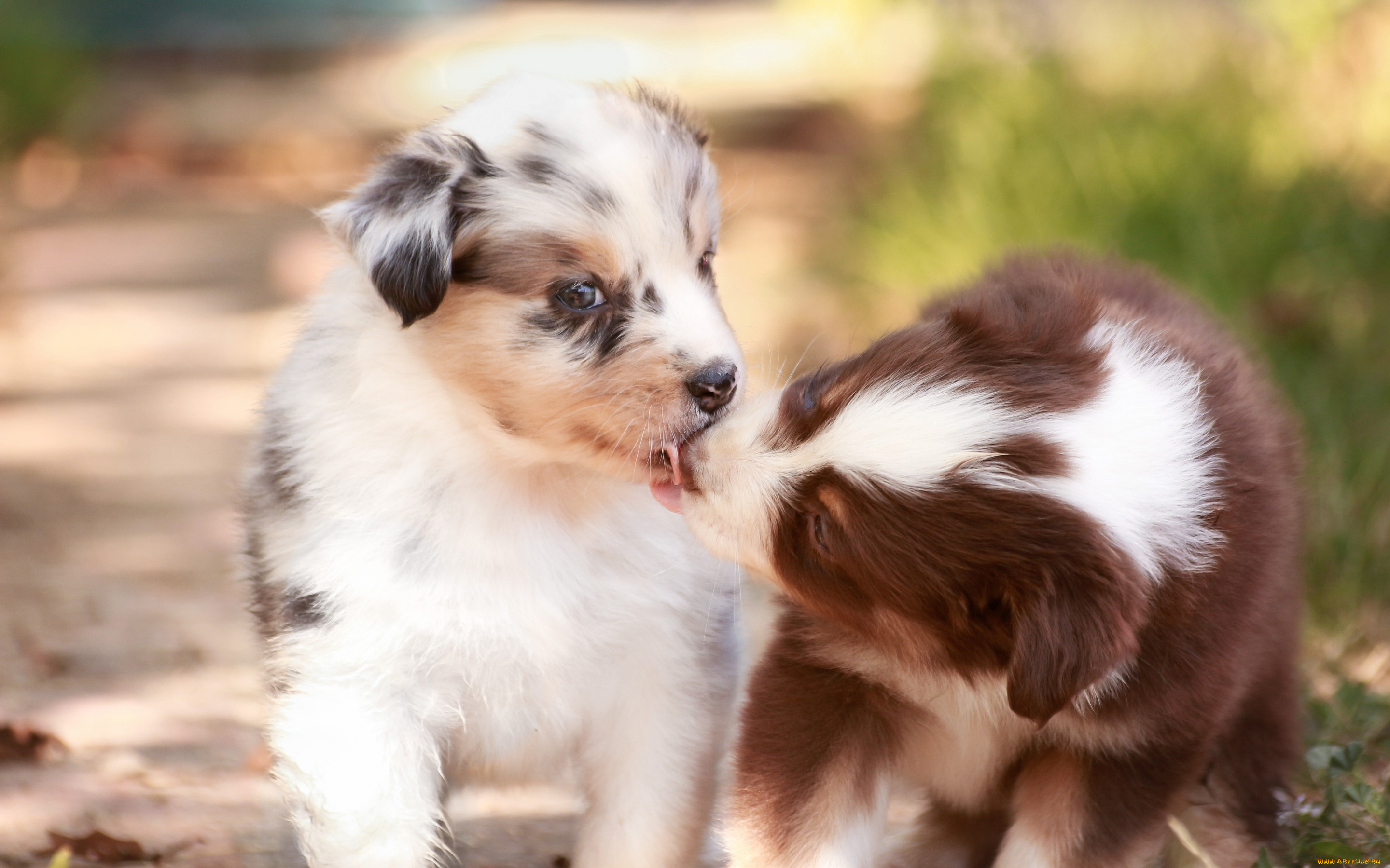 животные, собаки, парочка, поцелуй, малыши, щенки
