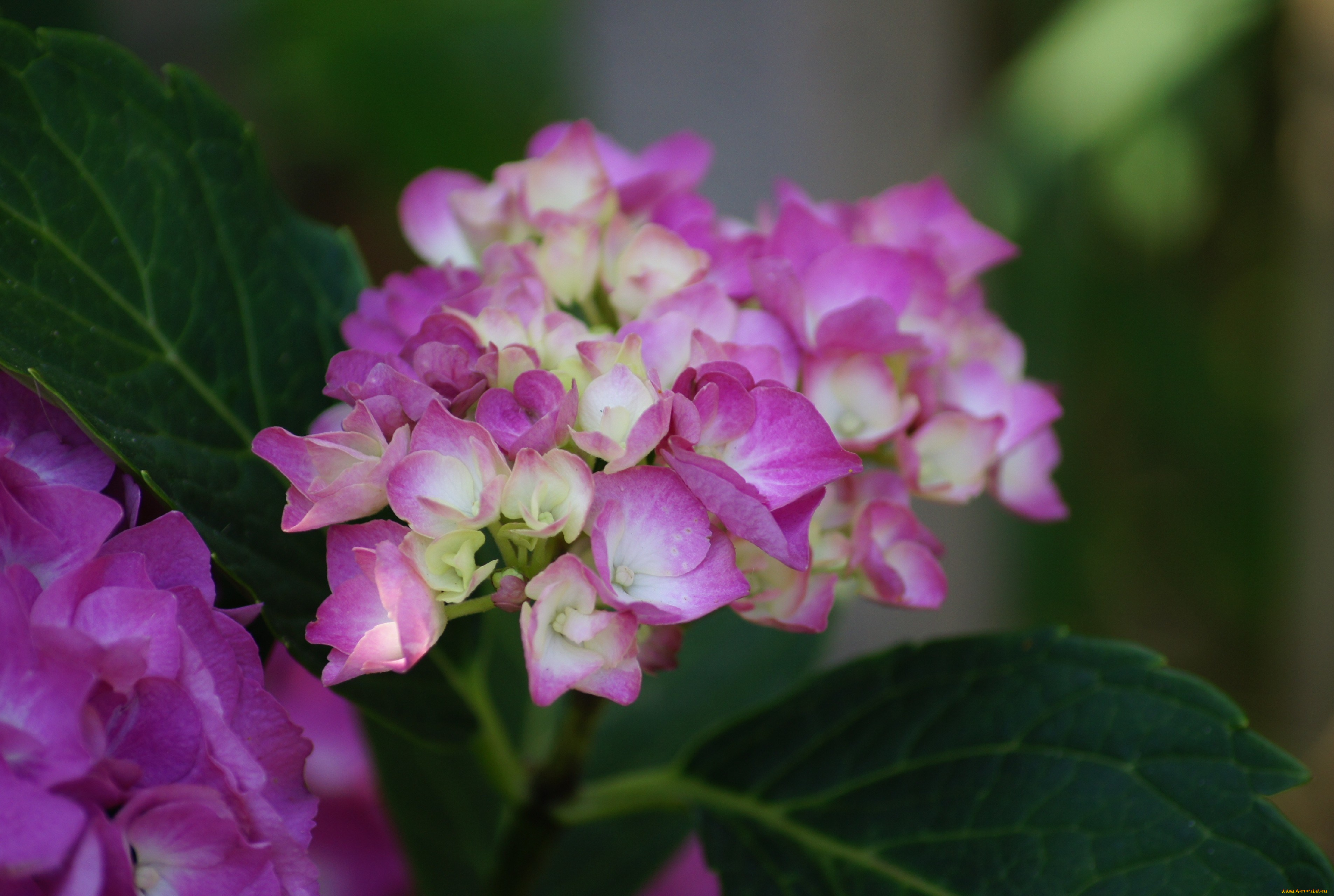 цветы, листья, розовые, соцветие