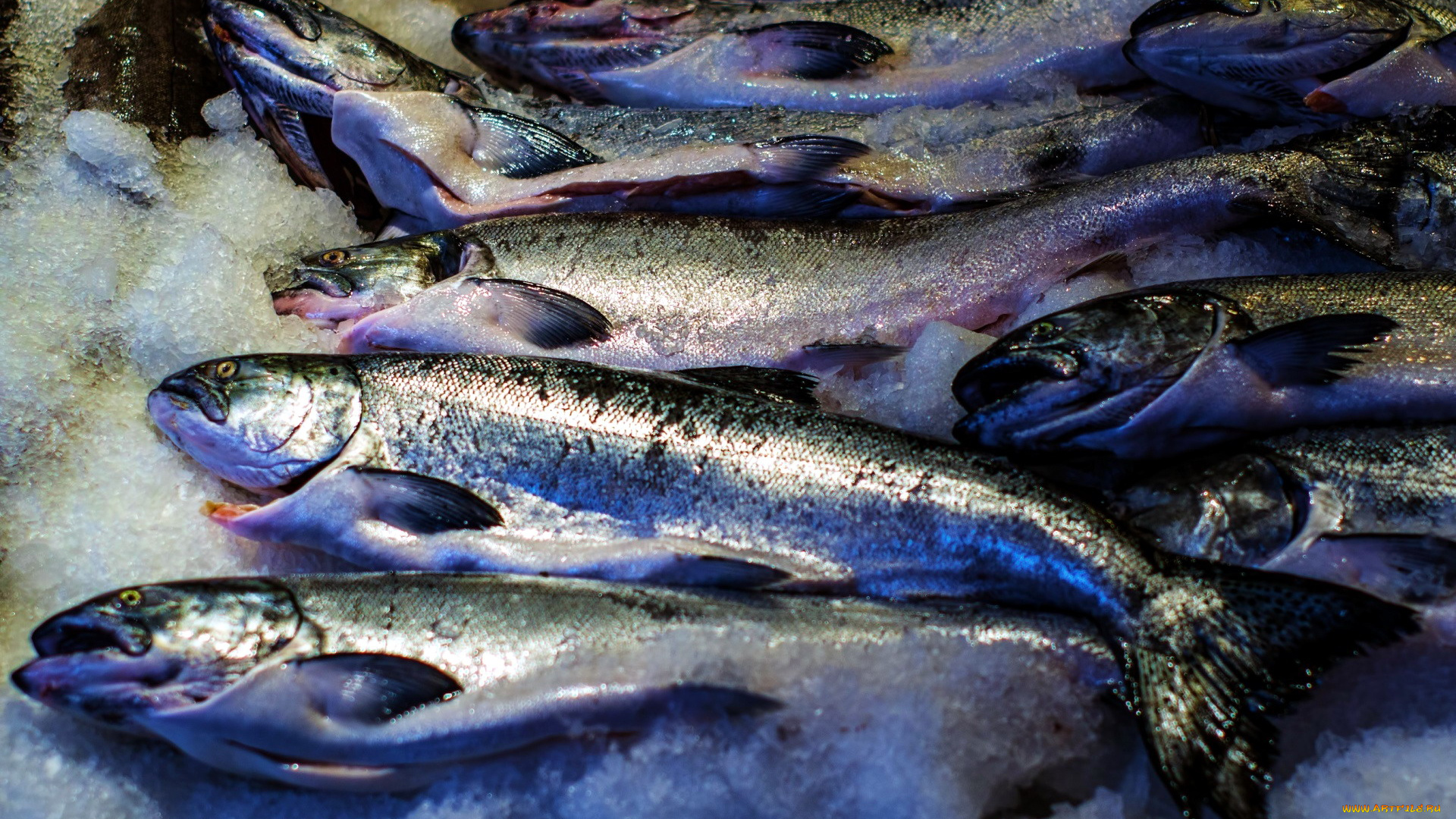 еда, рыба, , морепродукты, , суши, , роллы, свежая