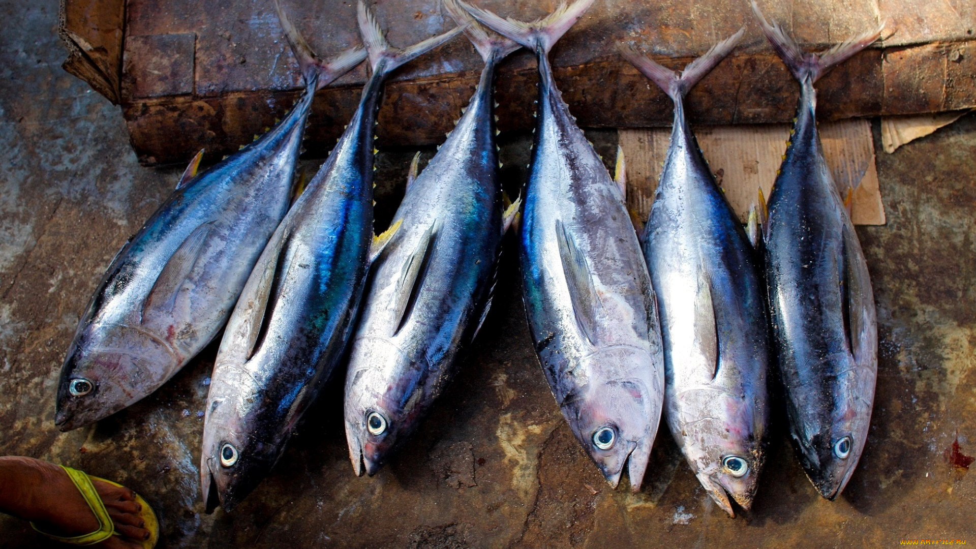 еда, рыба, , морепродукты, , суши, , роллы, тунец