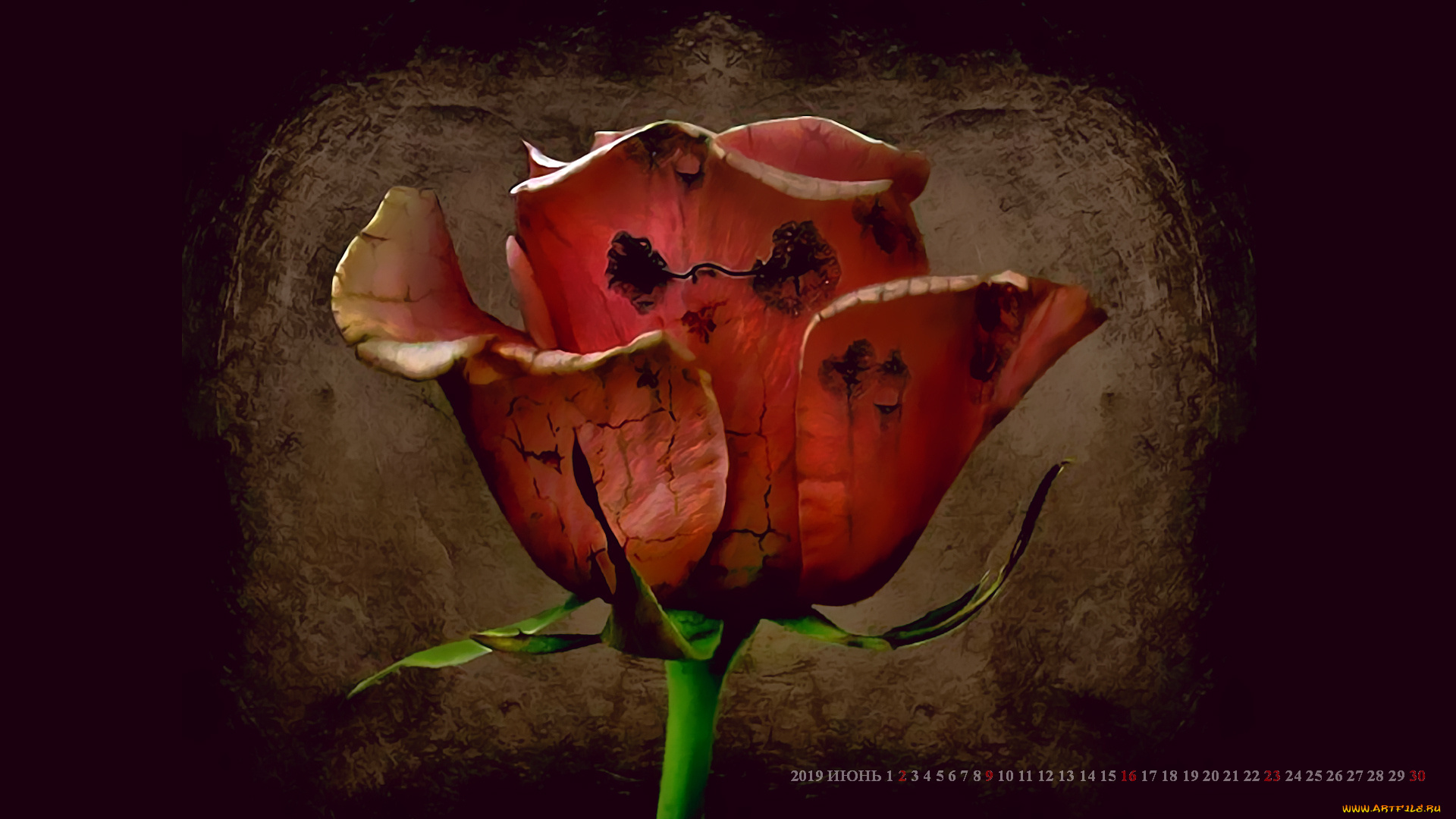 календари, рисованные, , векторная, графика, 2019, calendar, растение, бутон, роза, цветок