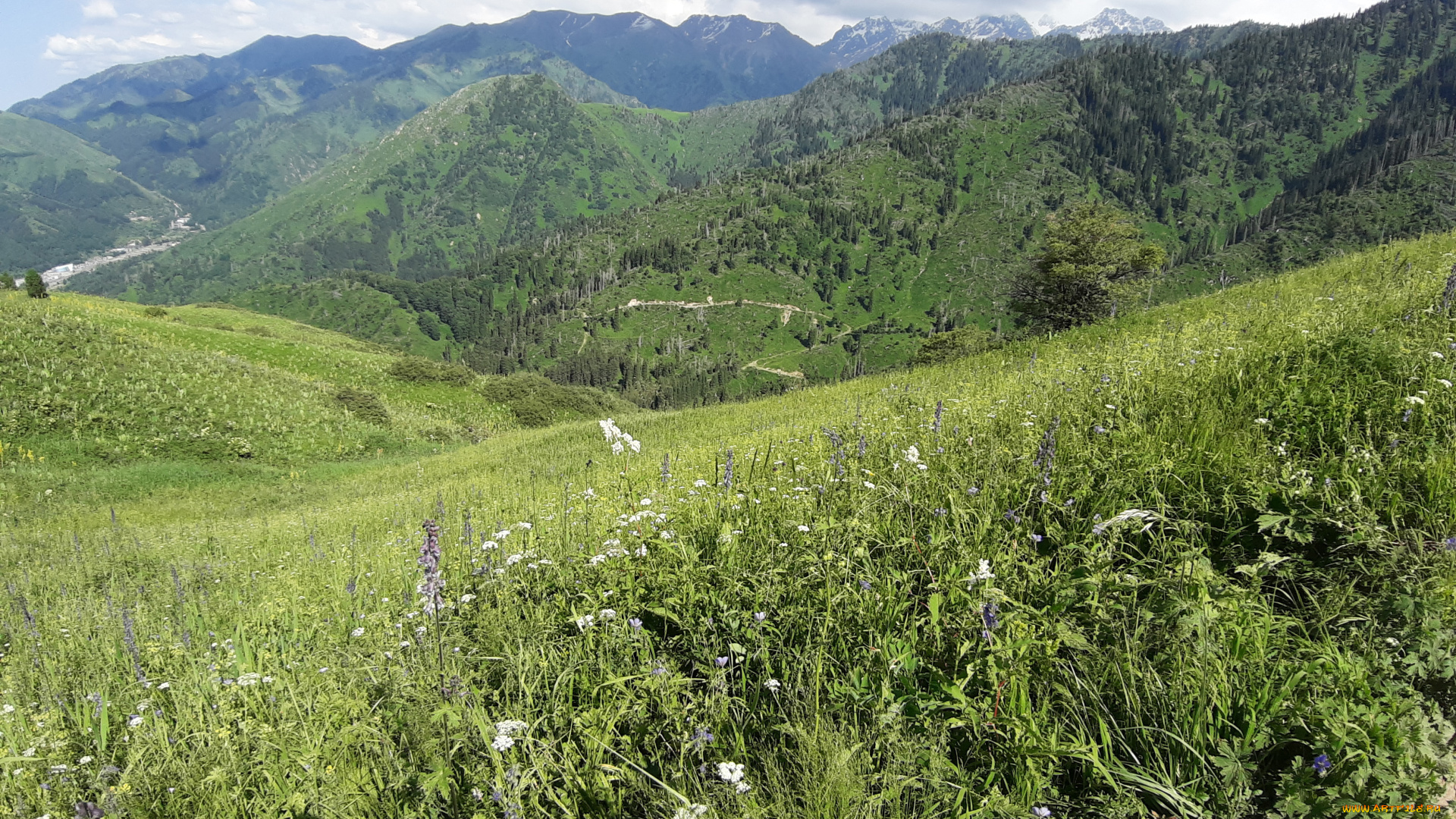 кок, жайляю, природа, горы, зелень