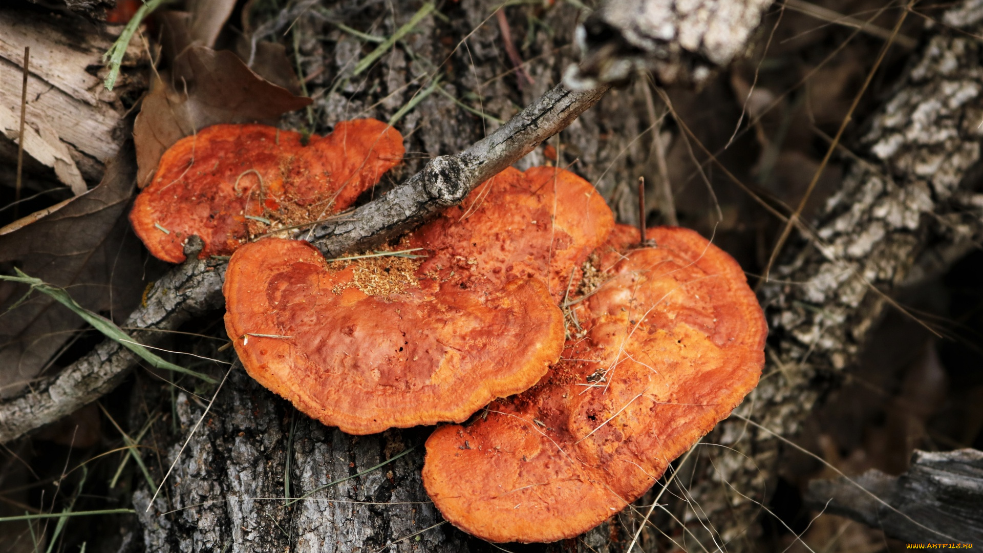 природа, грибы, трио