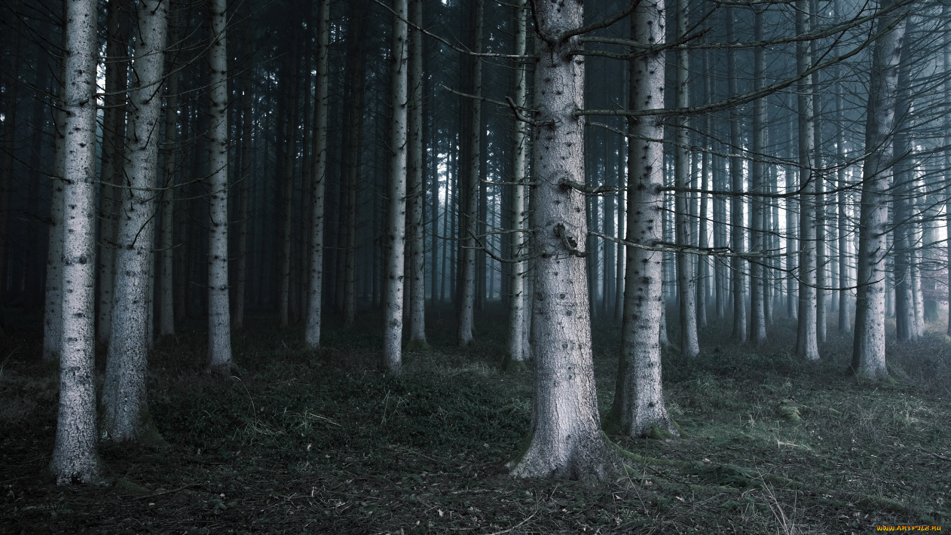 природа, лес, деревья