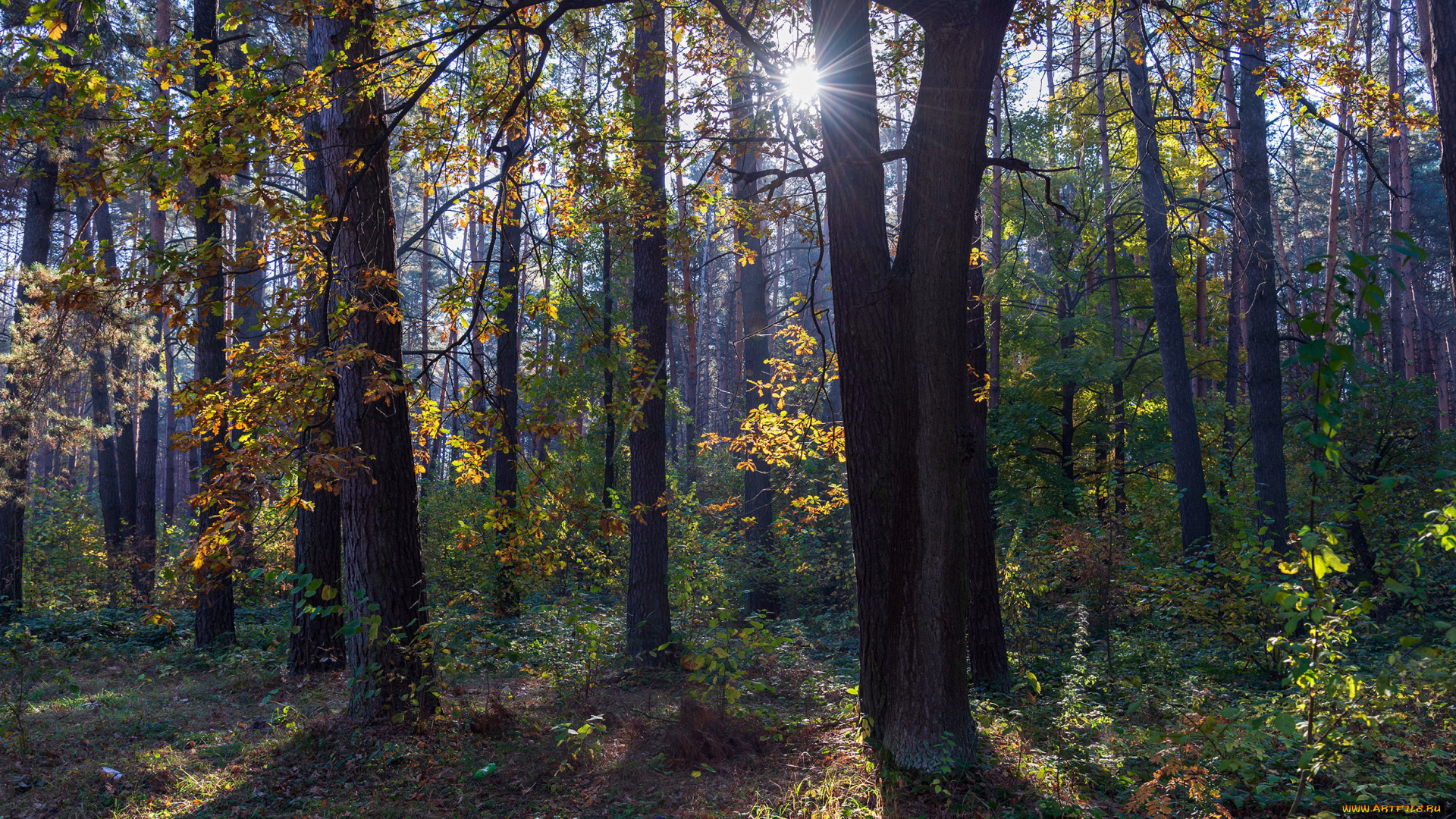 природа, лес, деревья