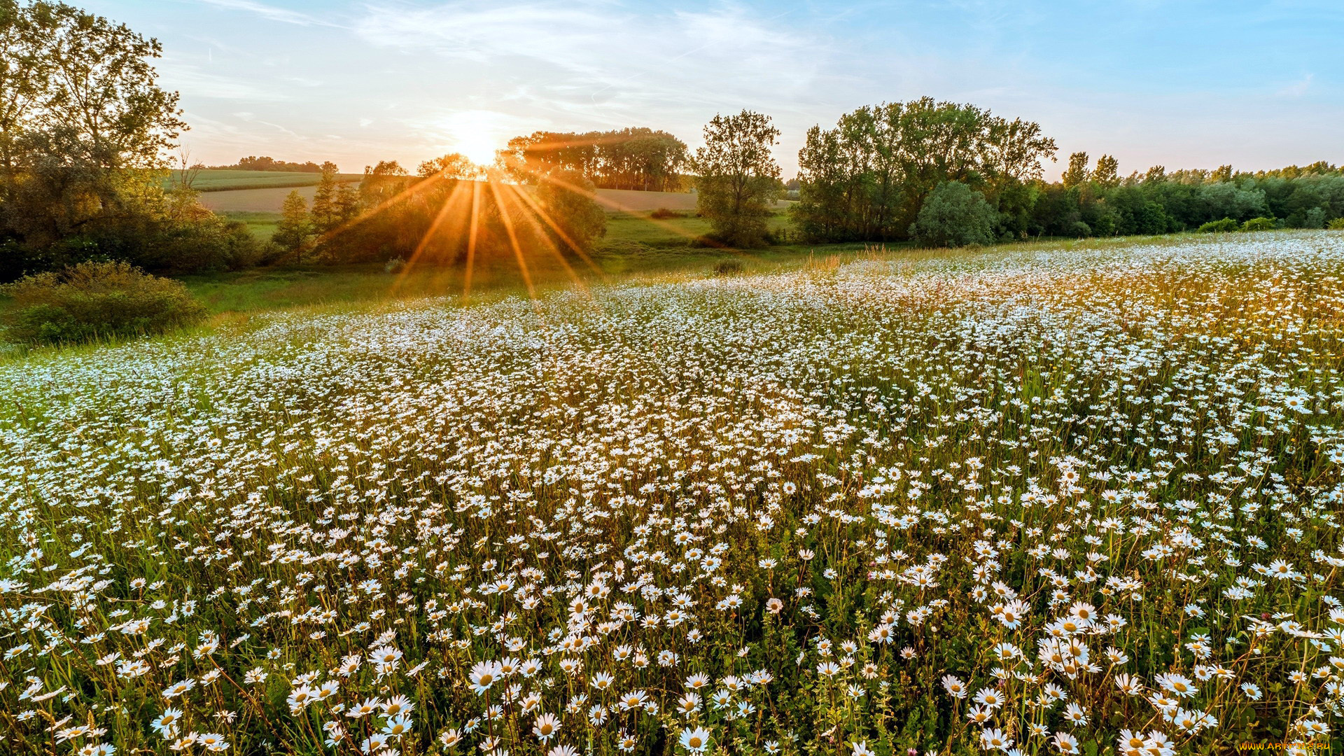 природа, луга, ромашки