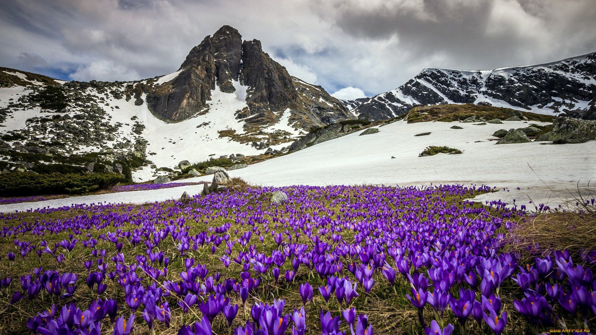 природа, луга, весна, крокусы, луг, горы, снег