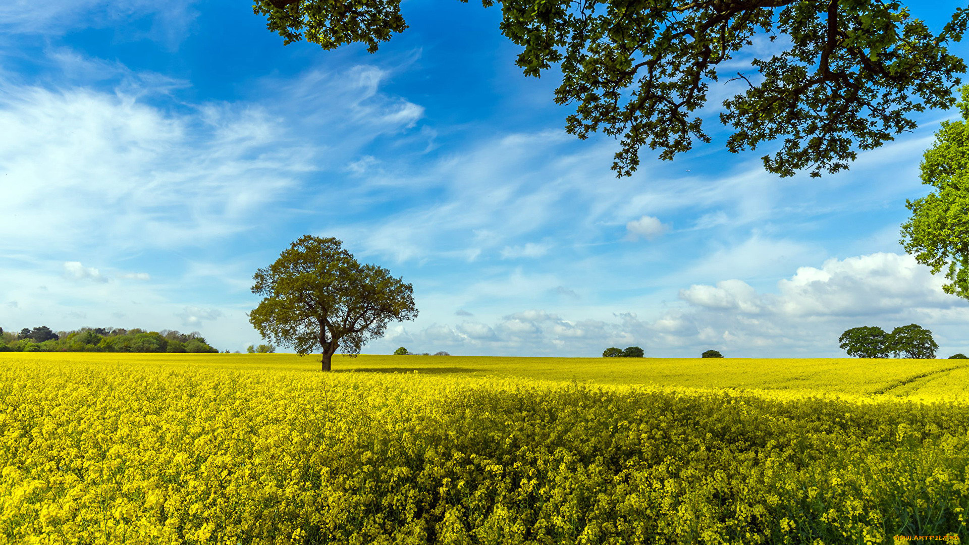 природа, поля, рапс