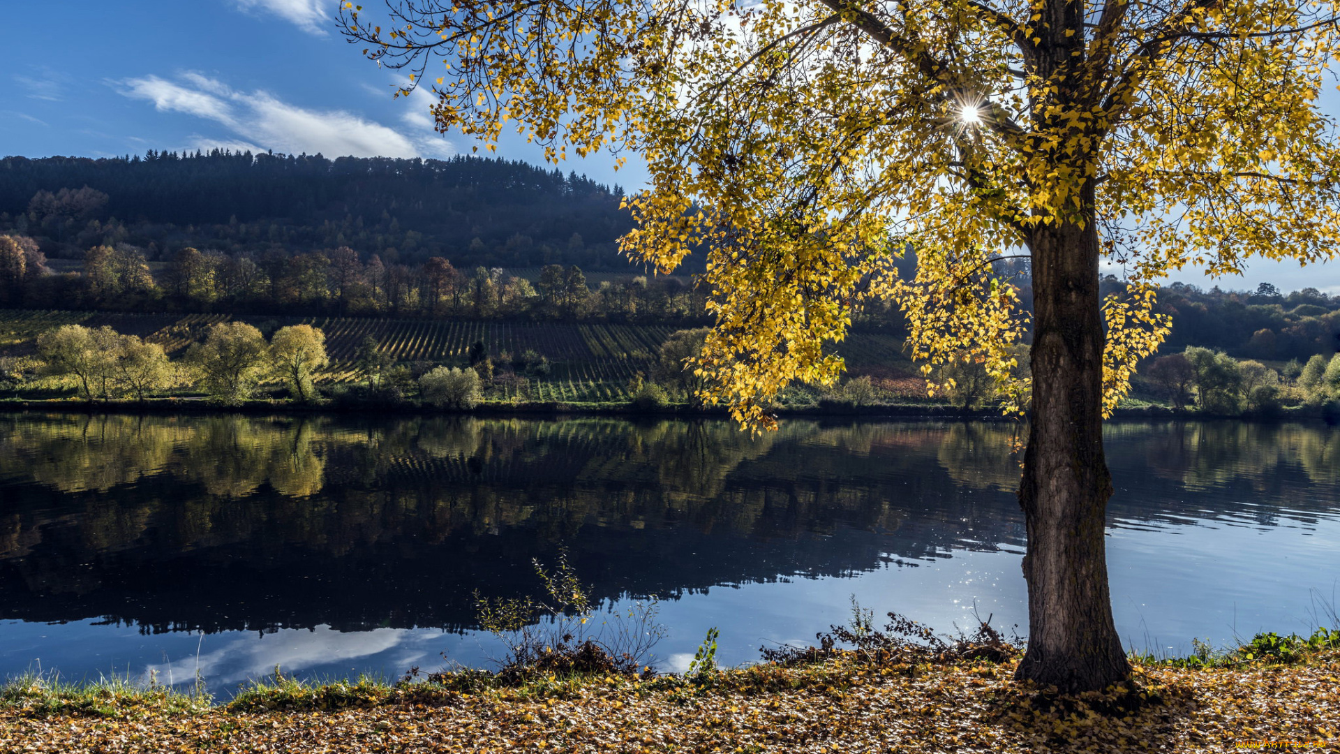 природа, реки, озера, осень, дерево, река