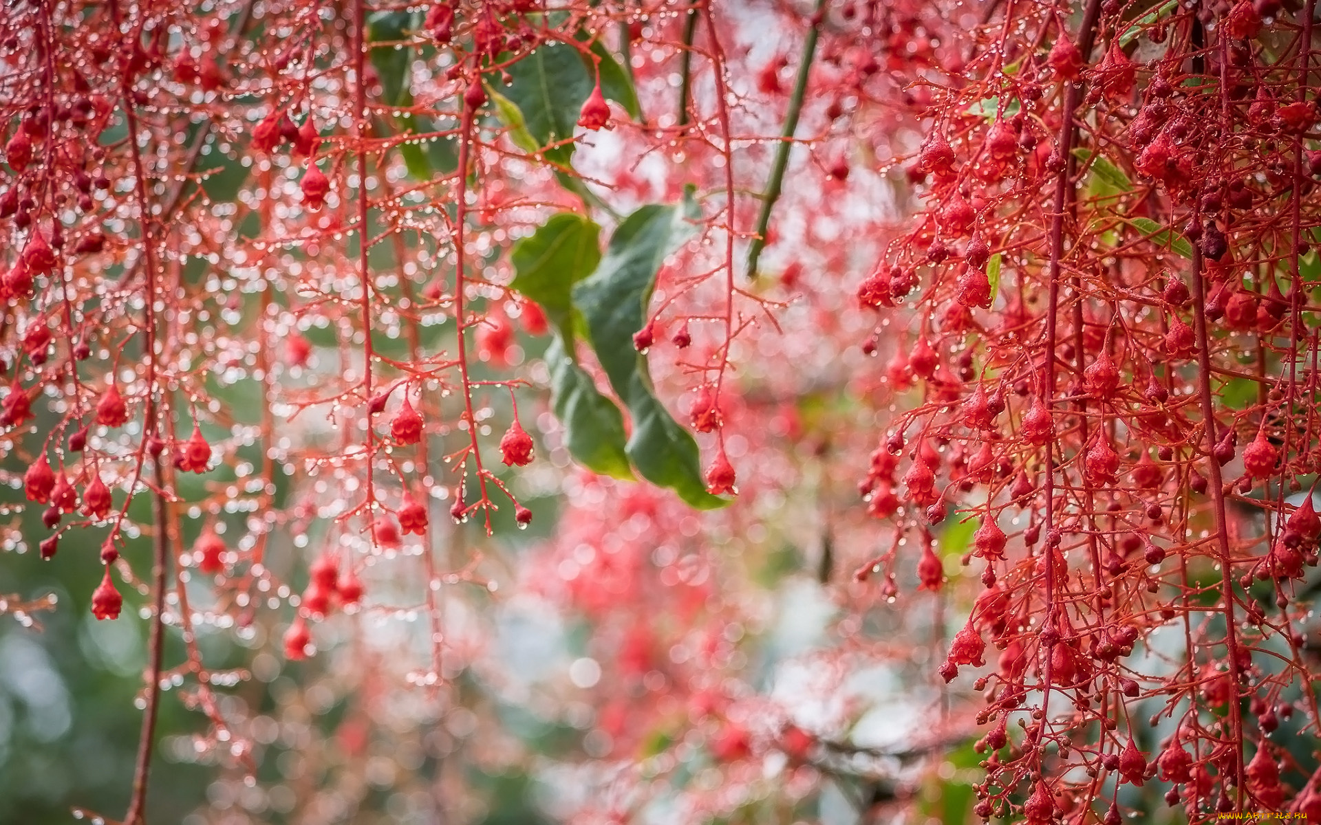 природа, макро, капли