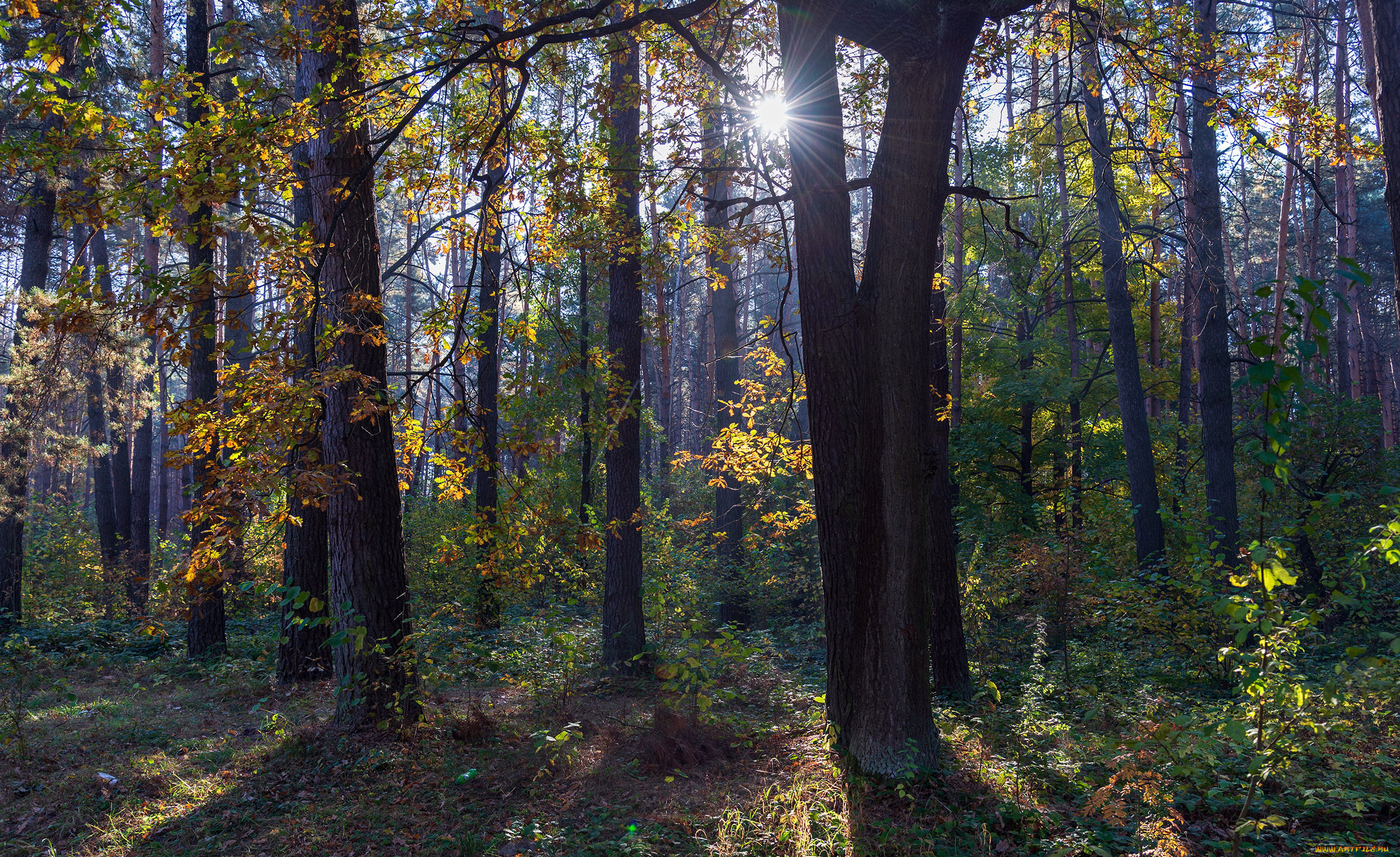 природа, лес, деревья