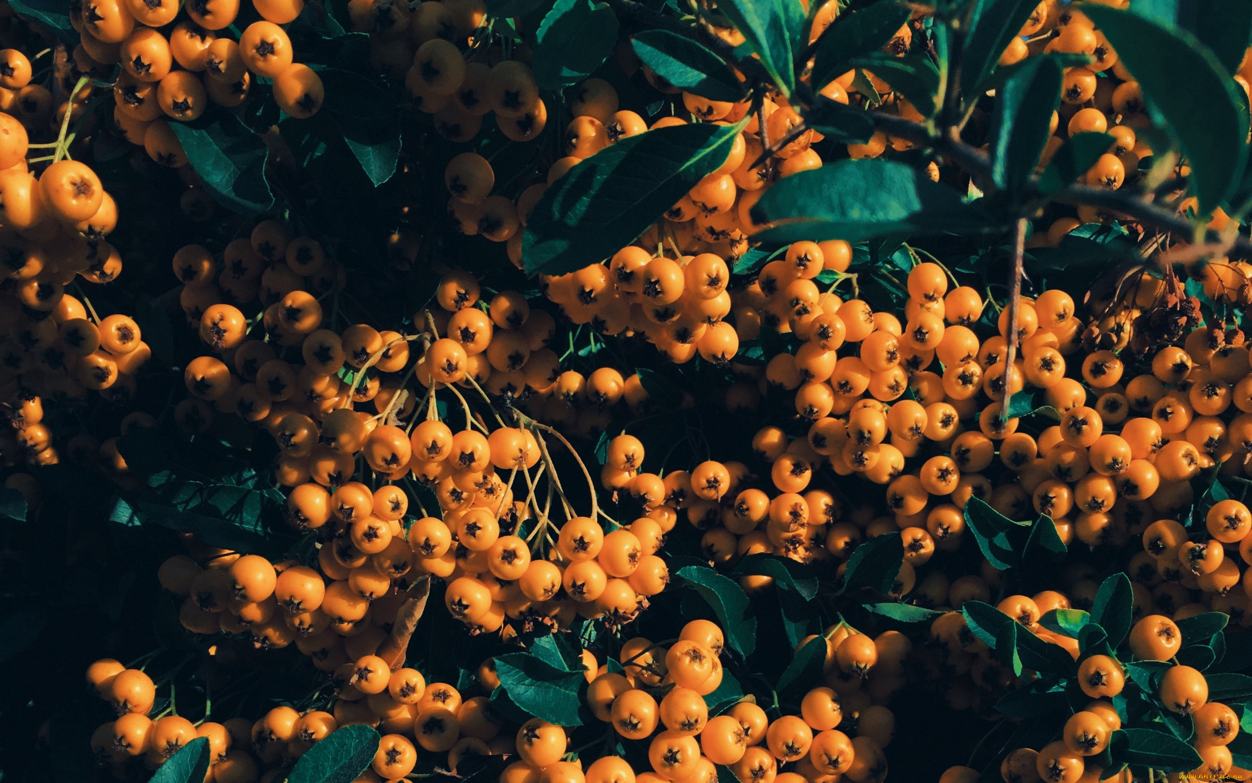 природа, ягоды, , рябина, рябина