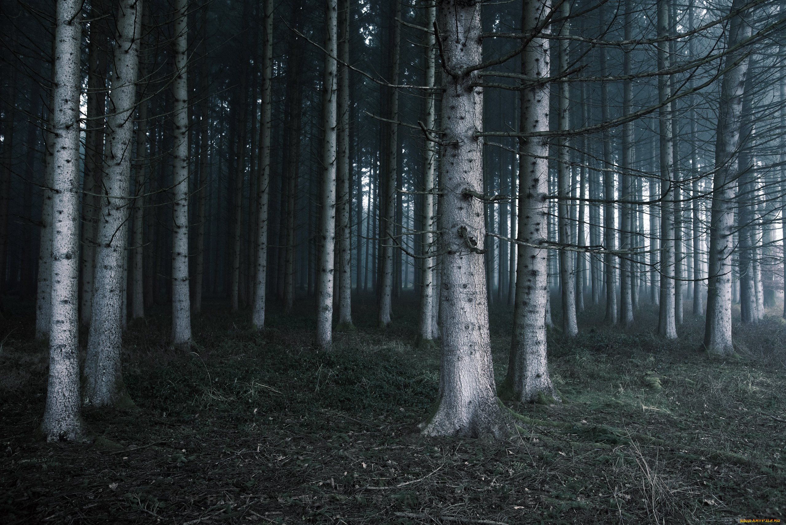 природа, лес, деревья