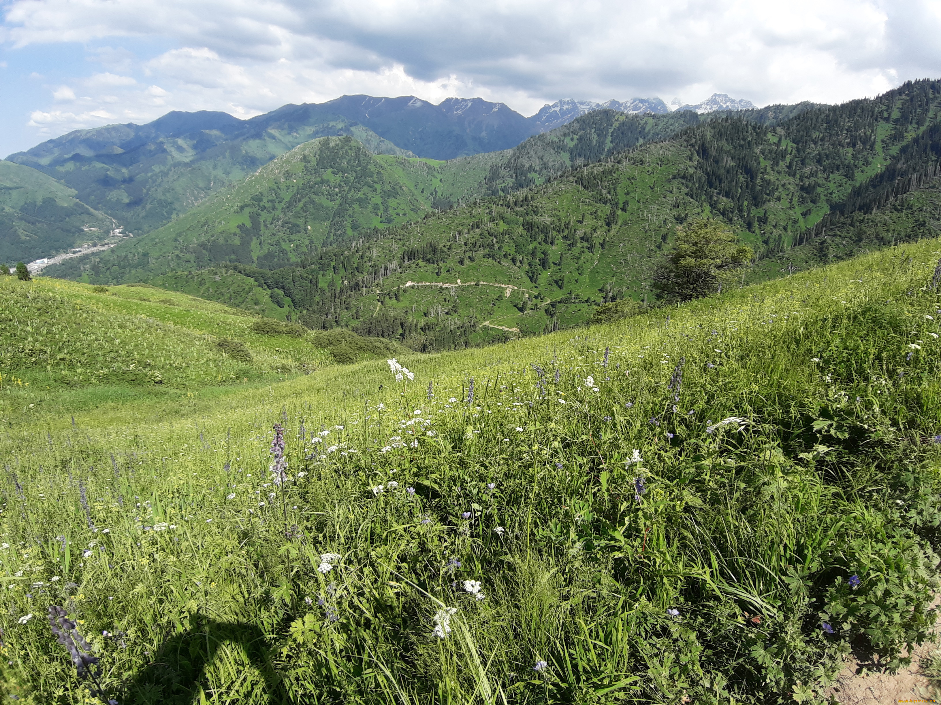 кок, жайляю, природа, горы, зелень