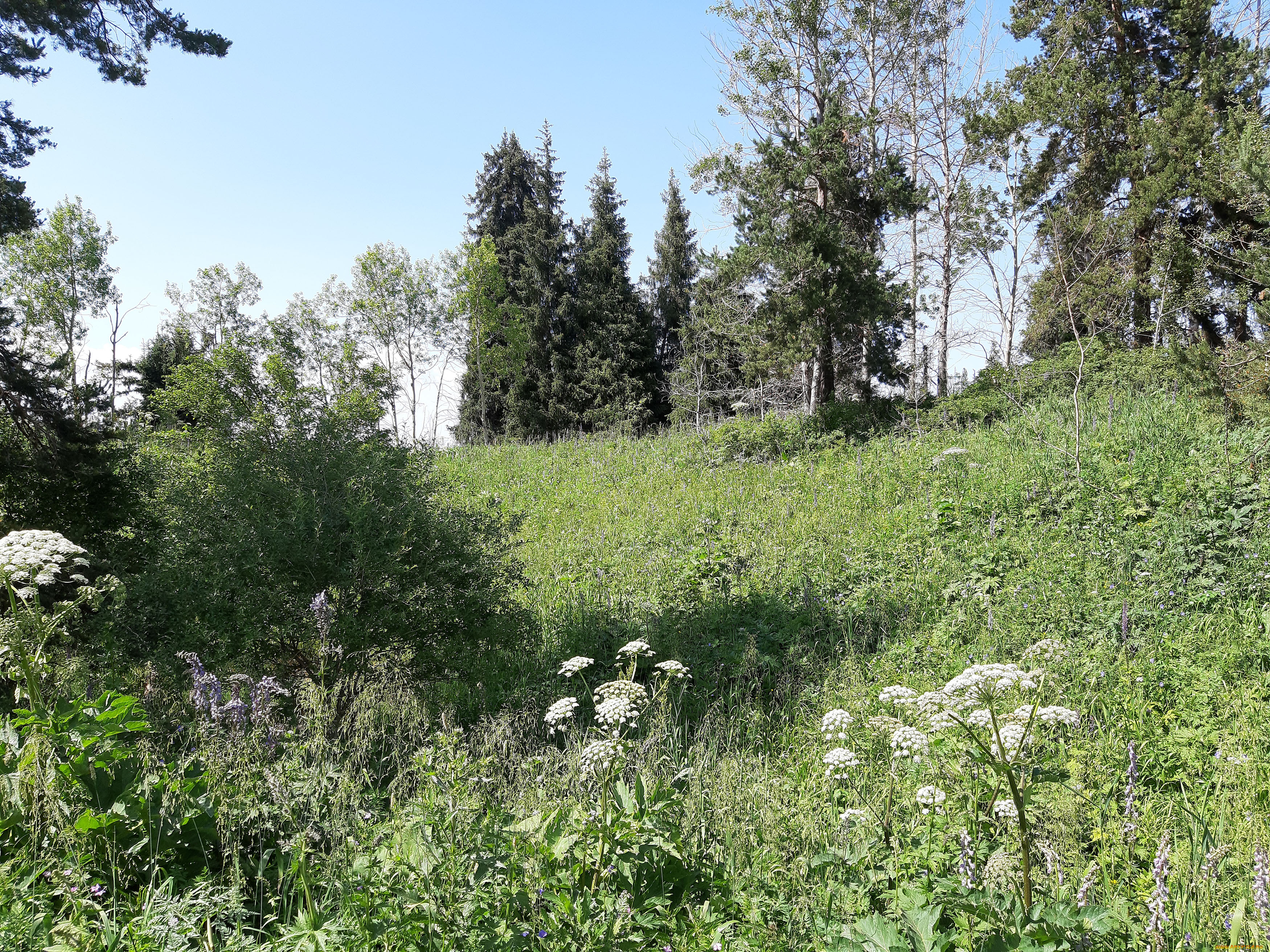 кок, жайляю, природа, горы, зелень