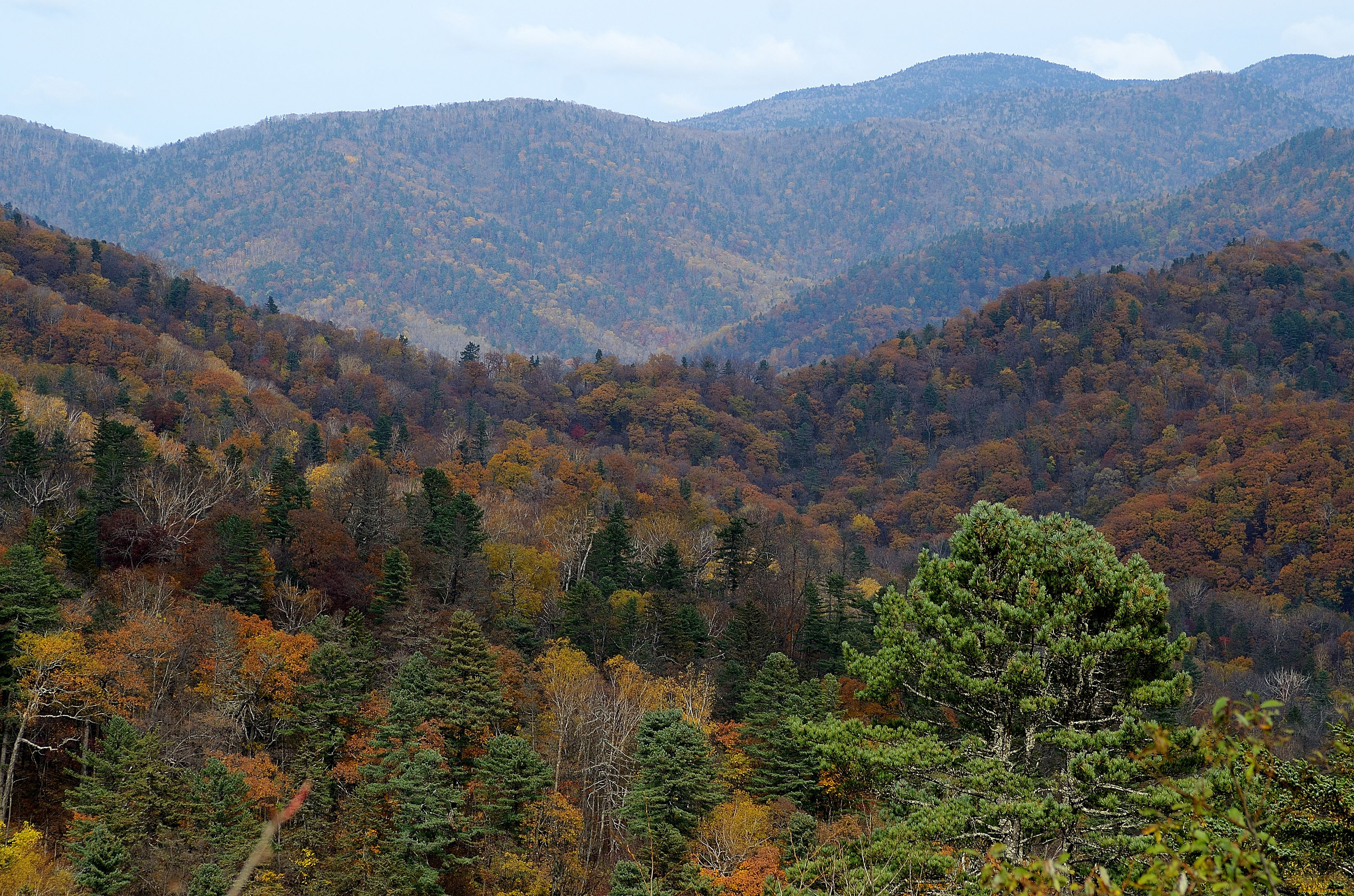 сопки, приморья, природа, горы, осень, деревья, россия, приморье, сопки