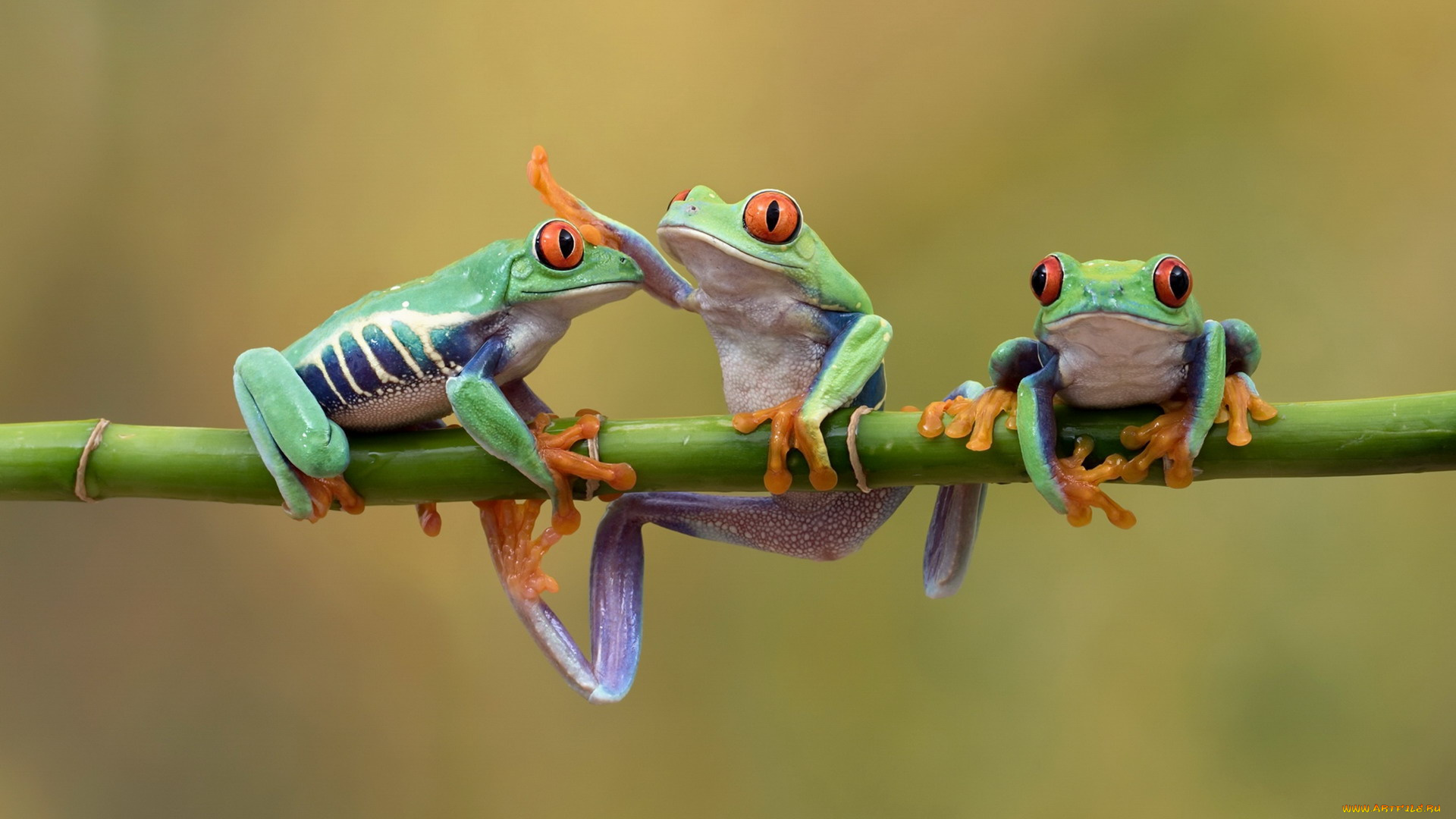 животные, лягушки, древесные, стебель