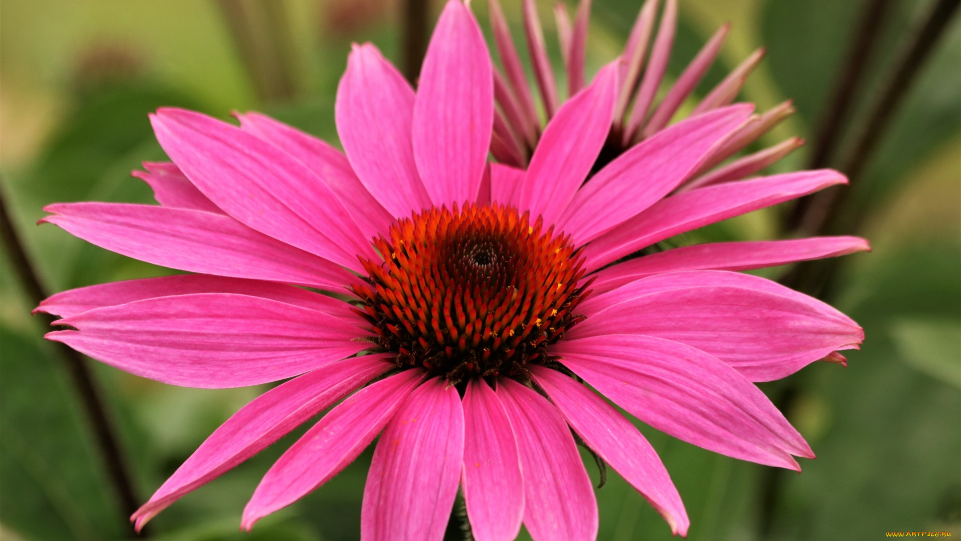 цветы, эхинацея, розовая