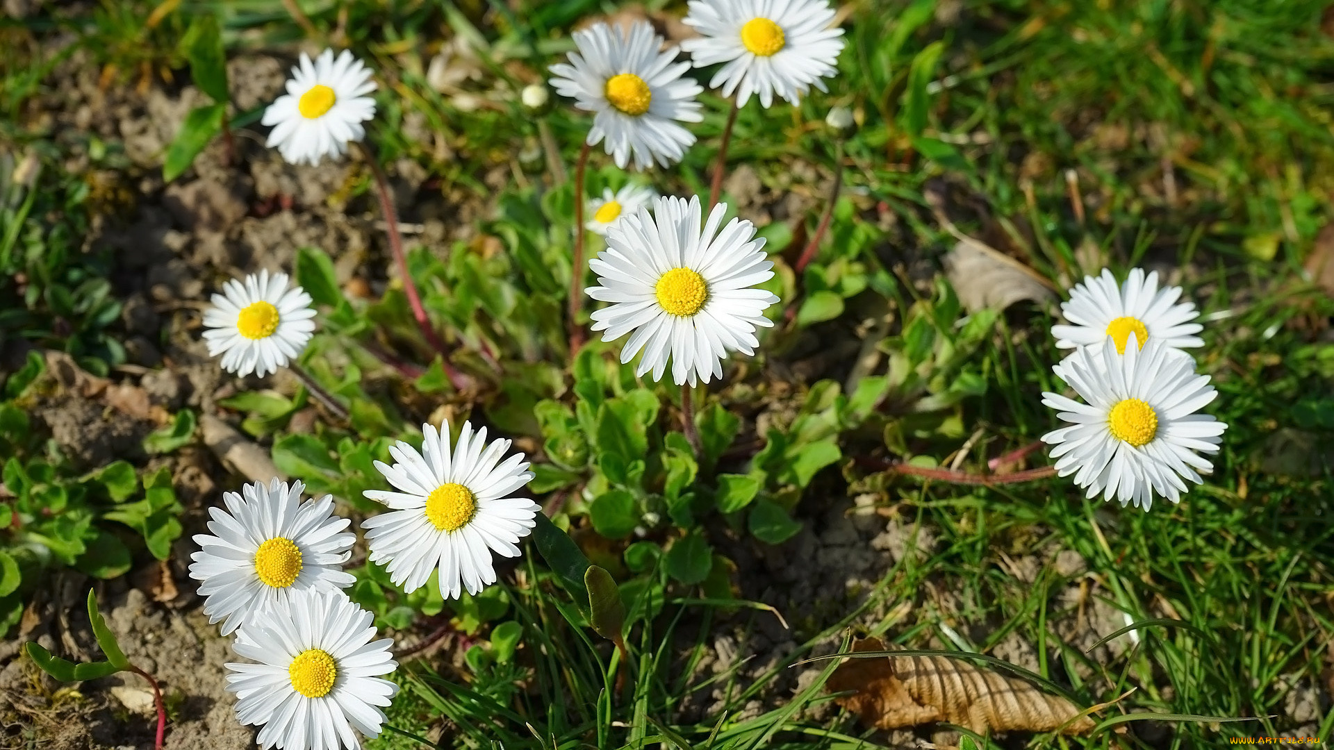 цветы, маргаритки, белые, трава