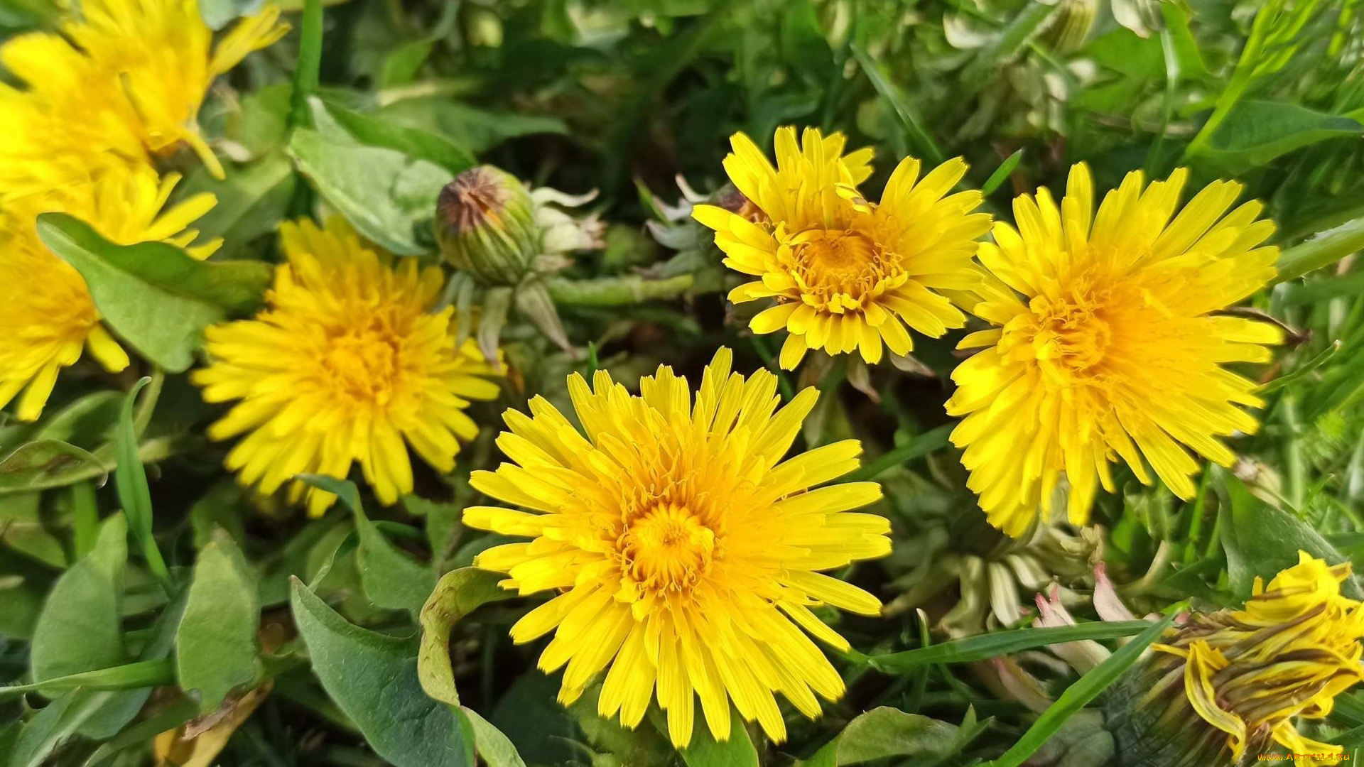 цветы, одуванчики, желтые, макро