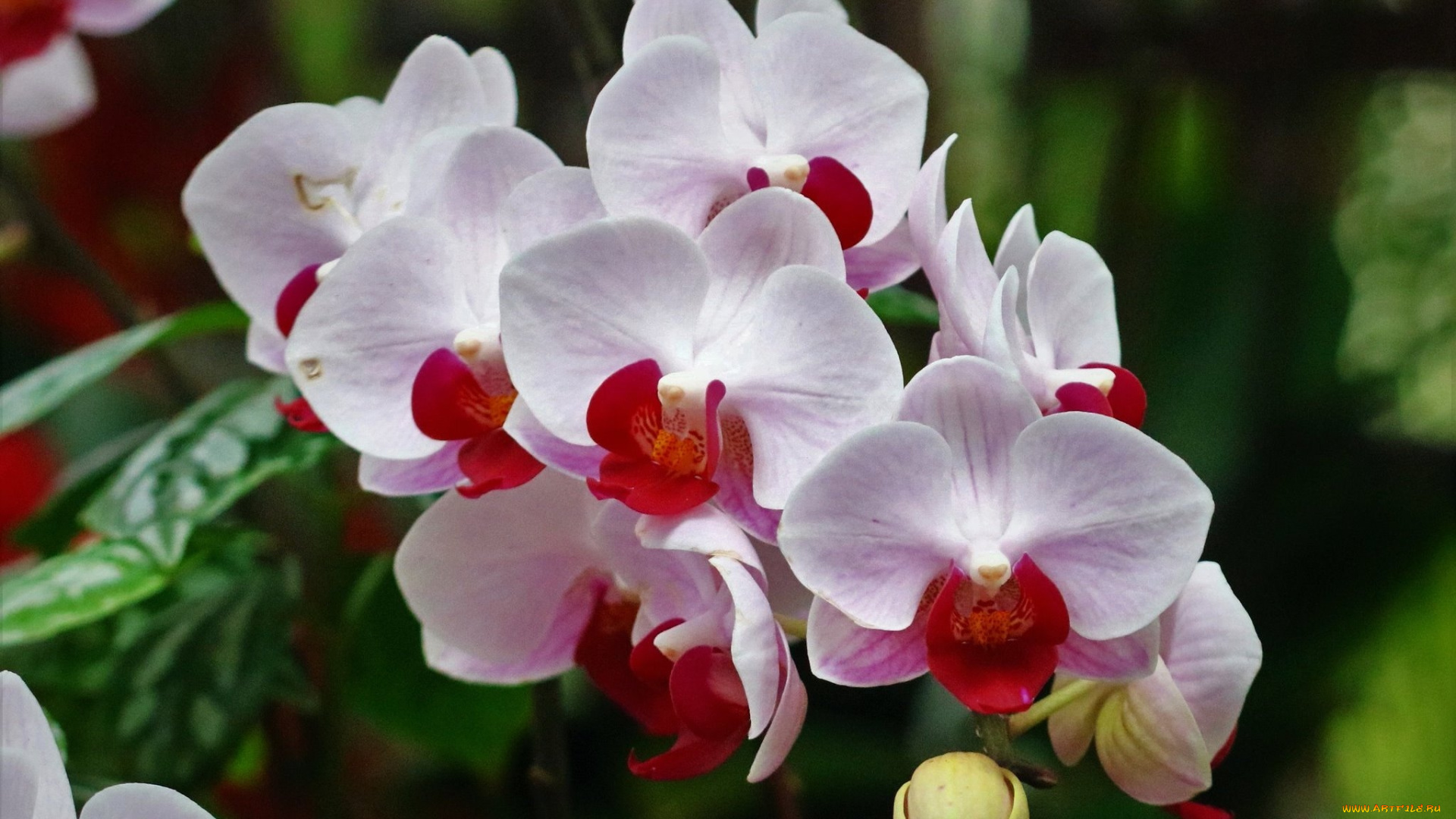 цветы, орхидеи, экзотический, цветок