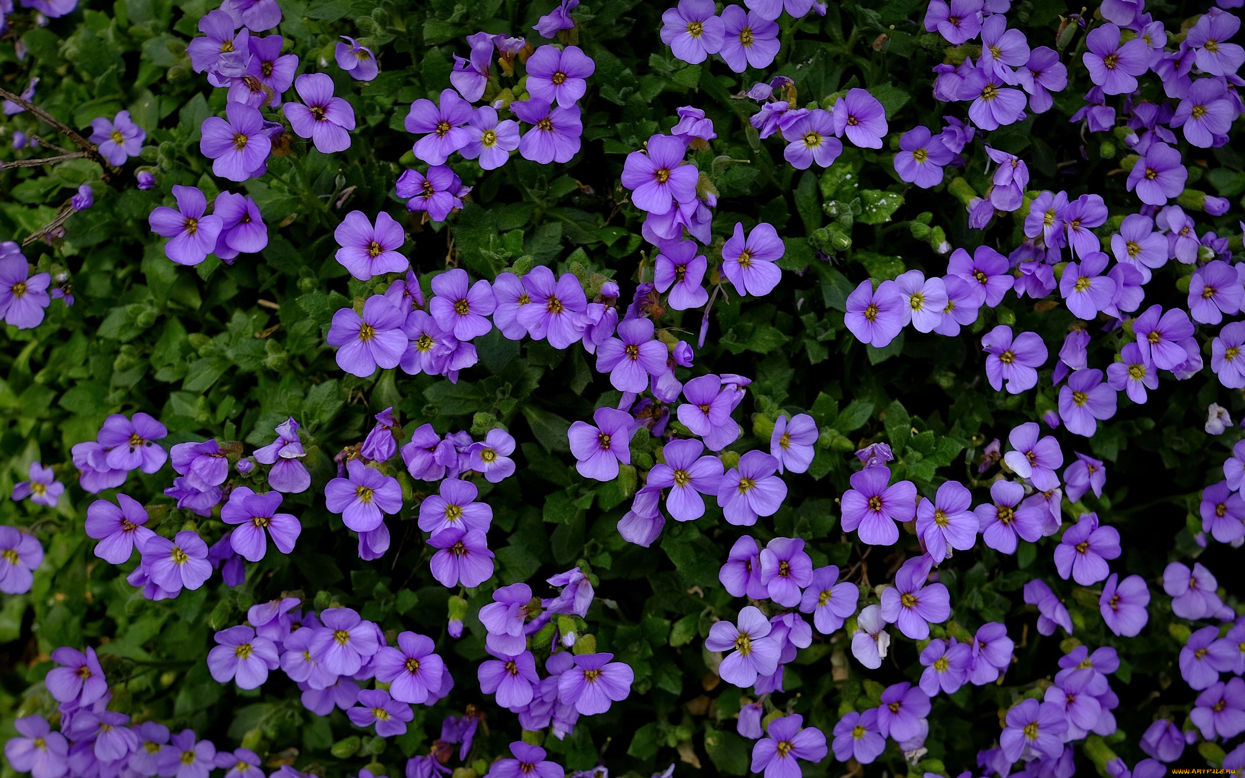цветы, обриета, лиловый, много