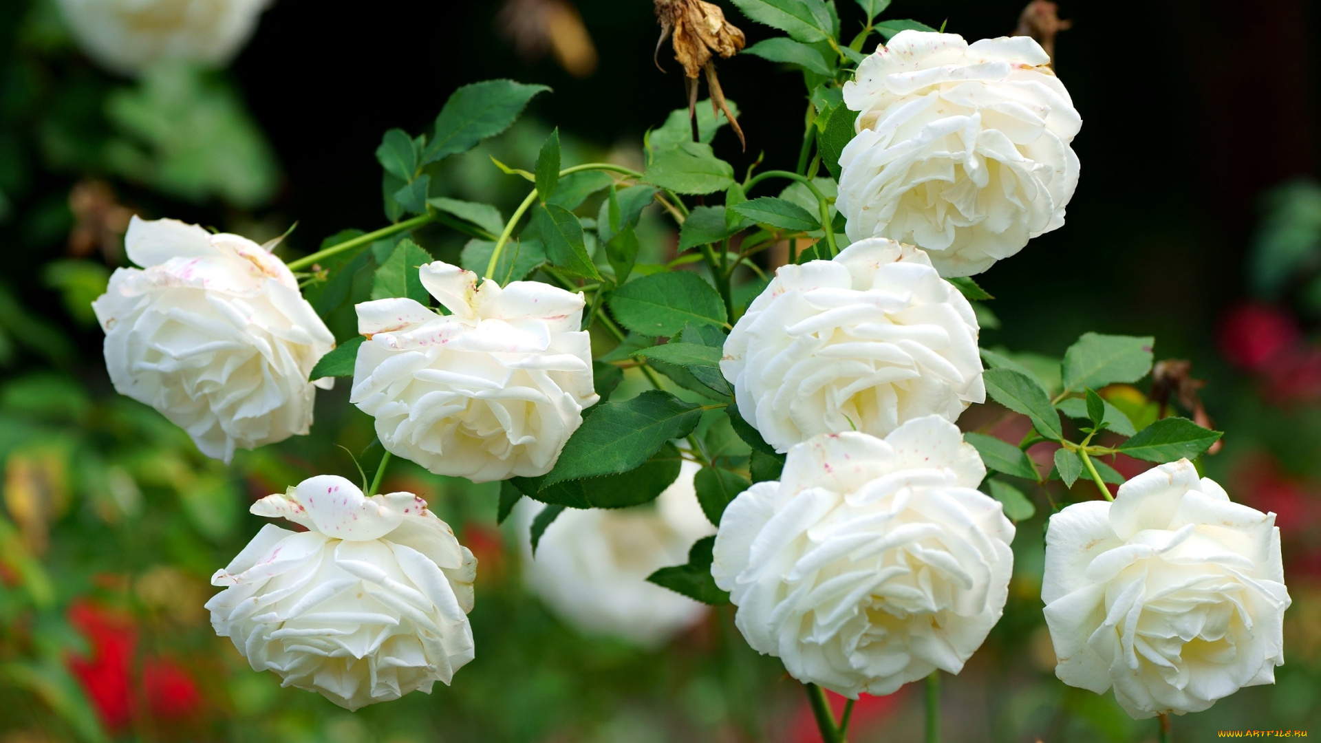 цветы, розы, розовый, куст, белые