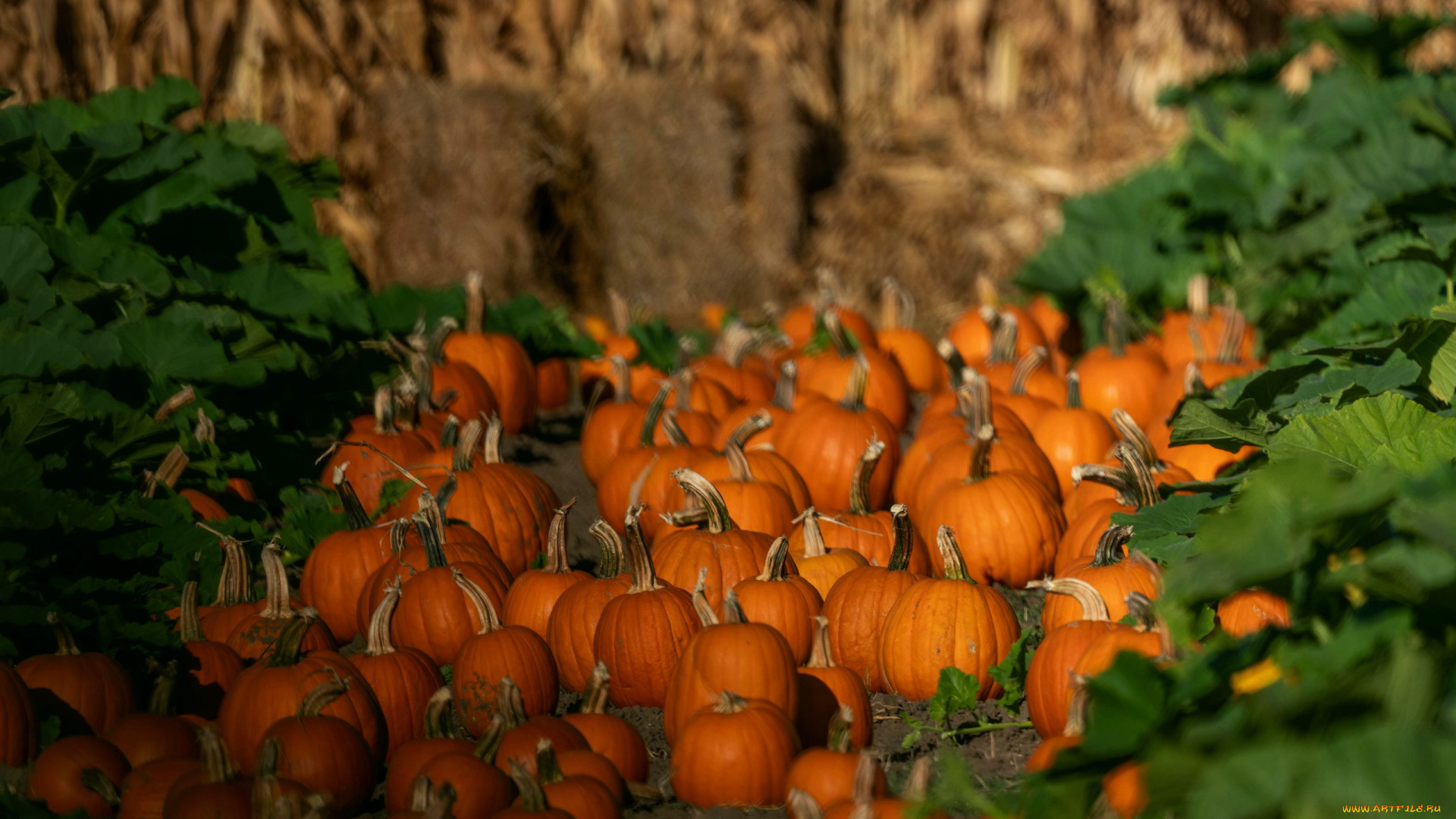 еда, тыква, урожай, тыквы, много
