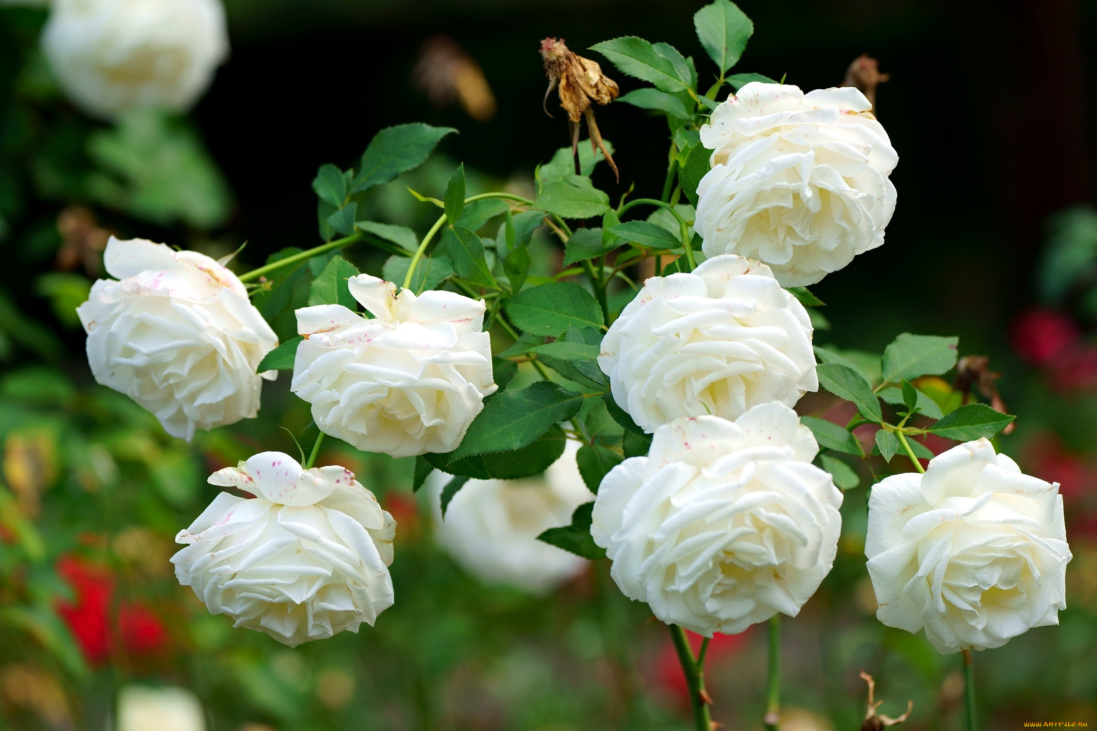 цветы, розы, розовый, куст, белые