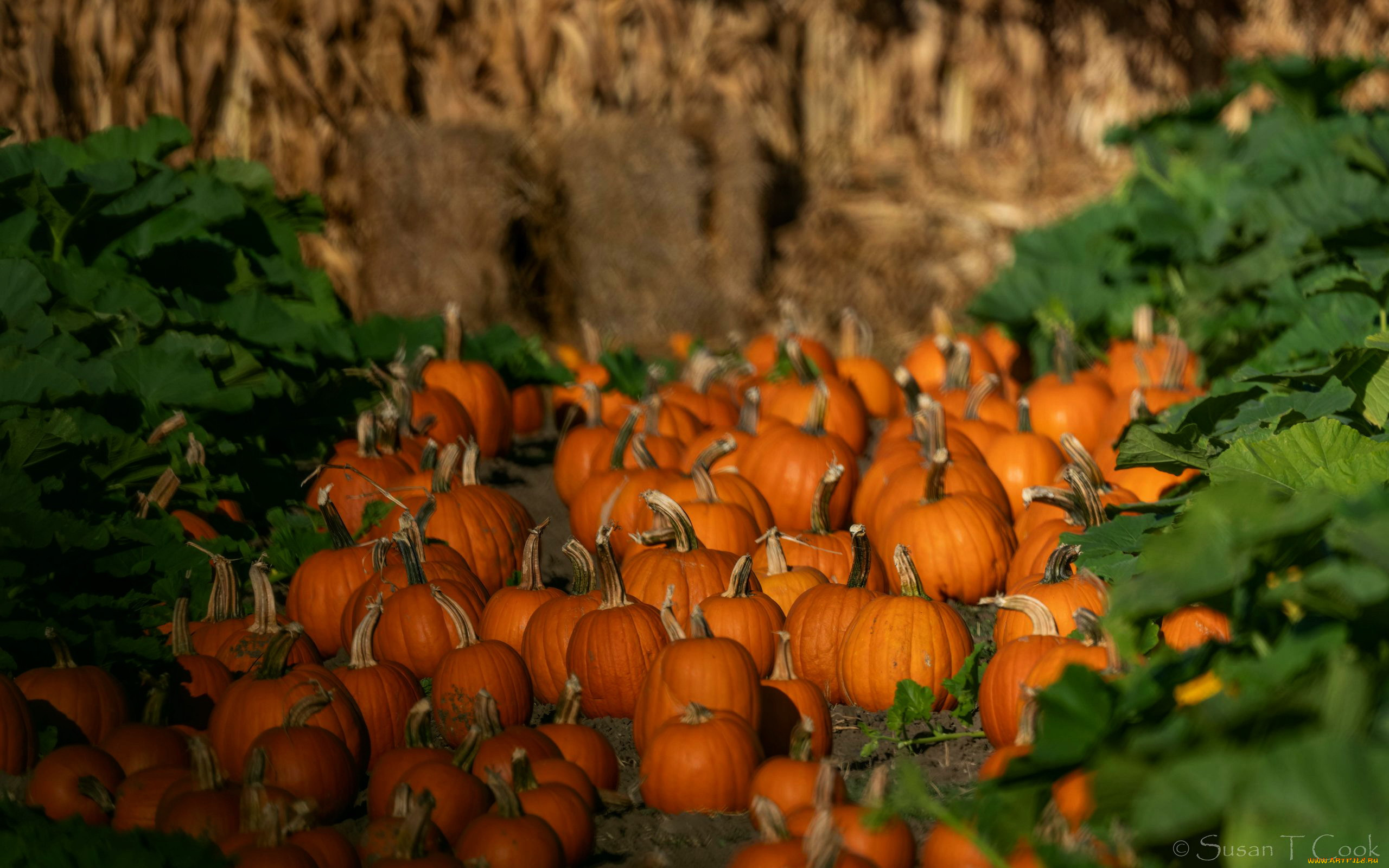 еда, тыква, урожай, тыквы, много