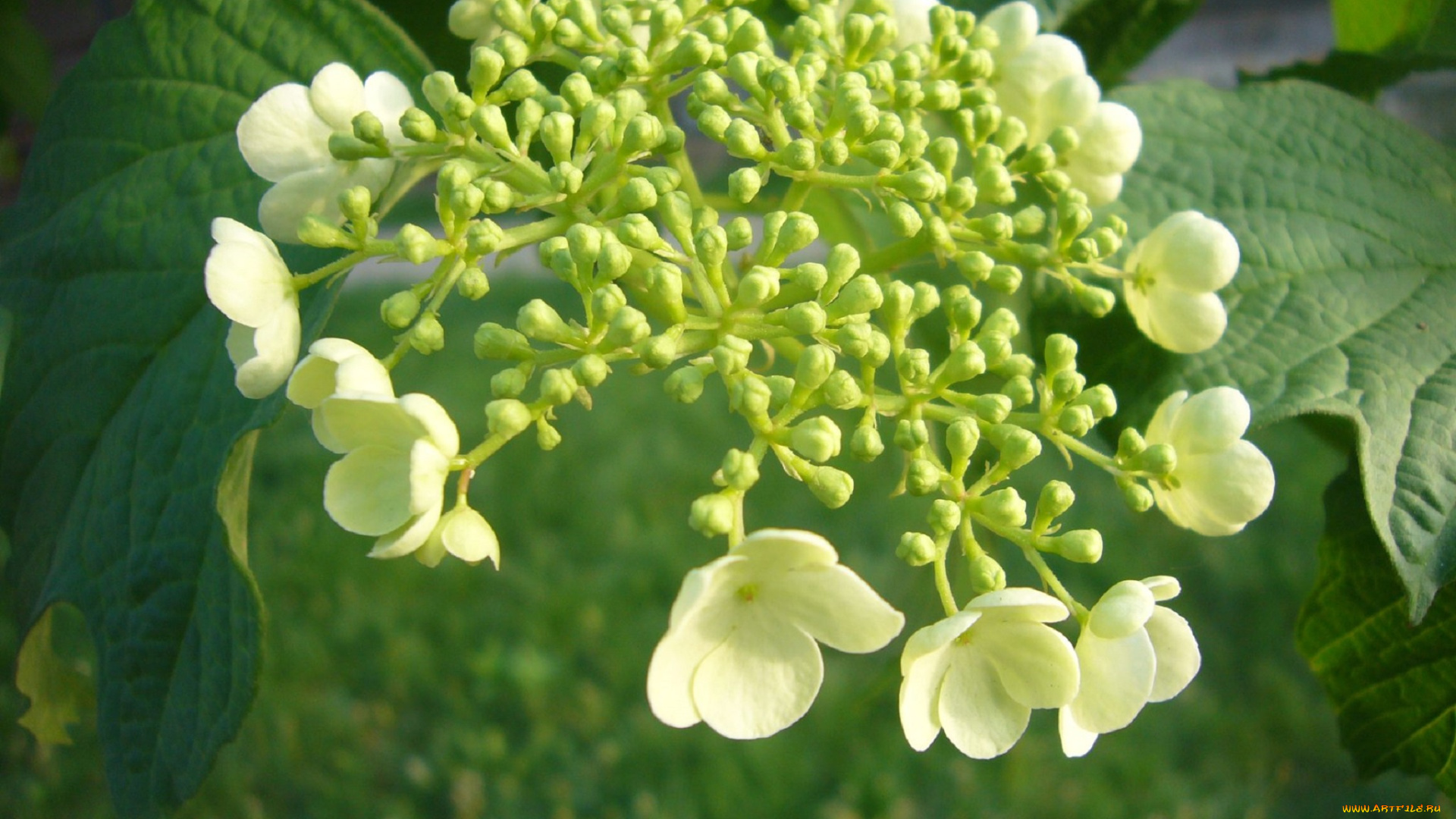 цветы, цветущие, деревья, , , кустарники, калина