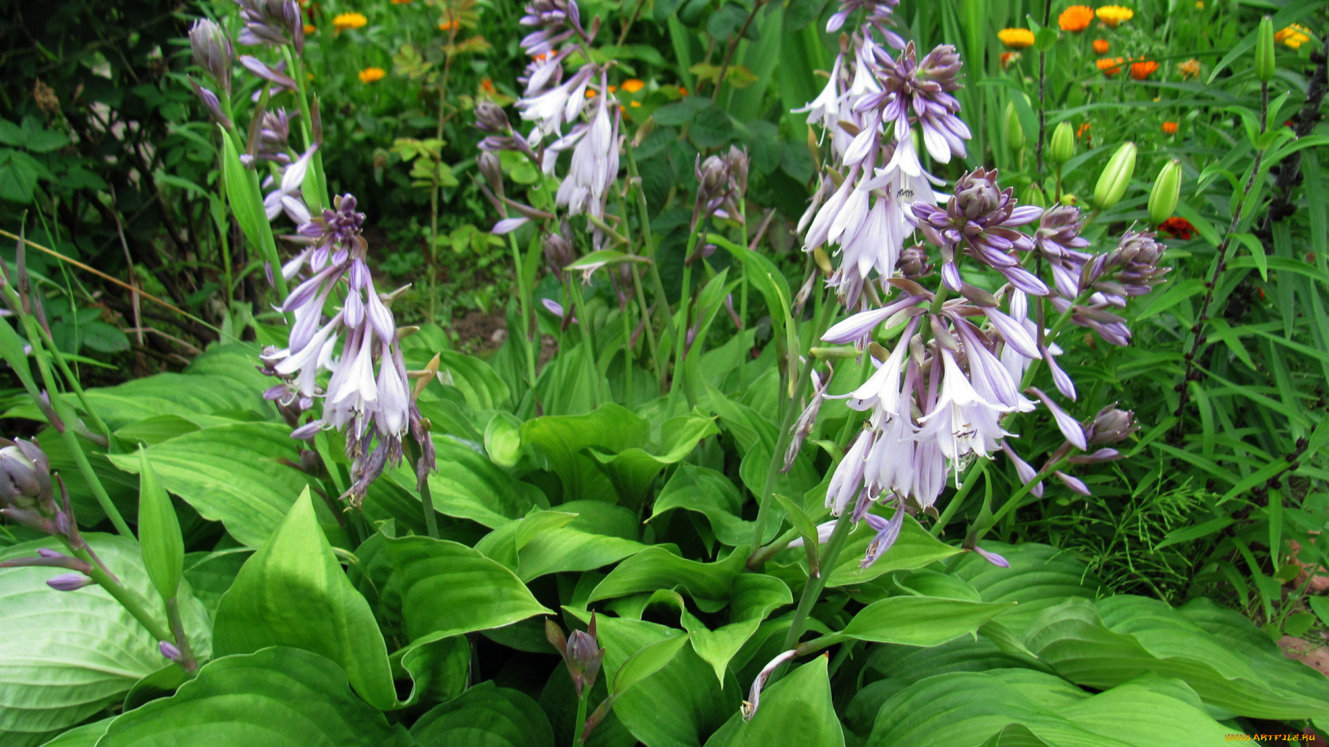 цветы, хоста, зеленые, листья, цветущая