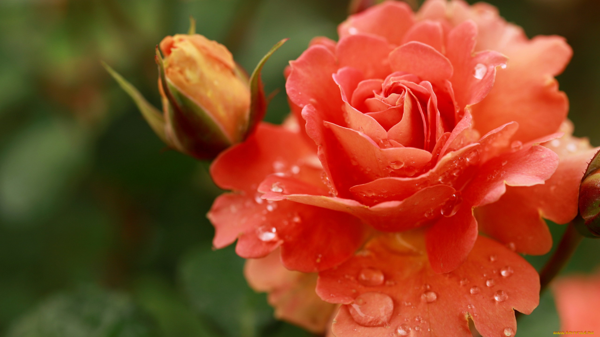 цветы, розы, персиковая, роза, макро, капли