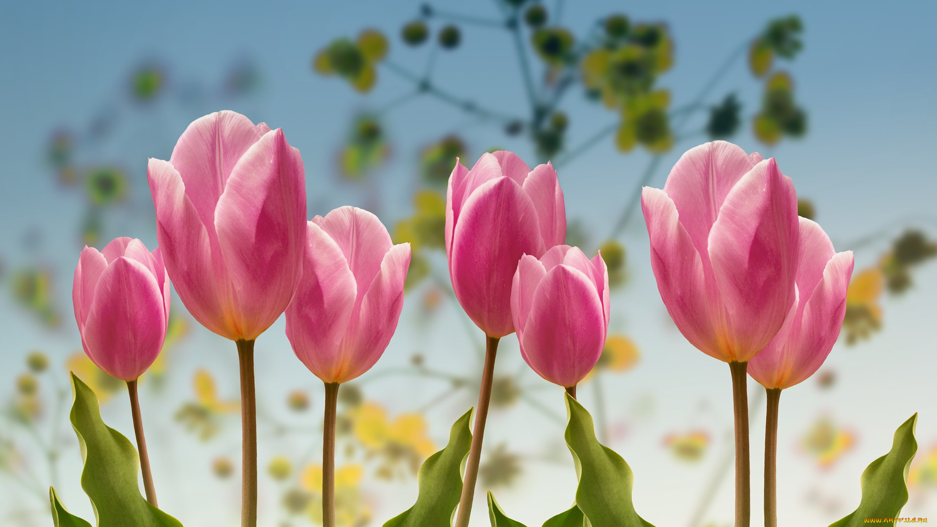 цветы, тюльпаны, весна