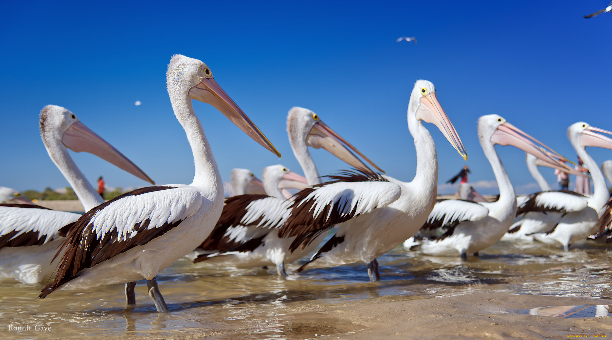 животные, пеликаны, птицы