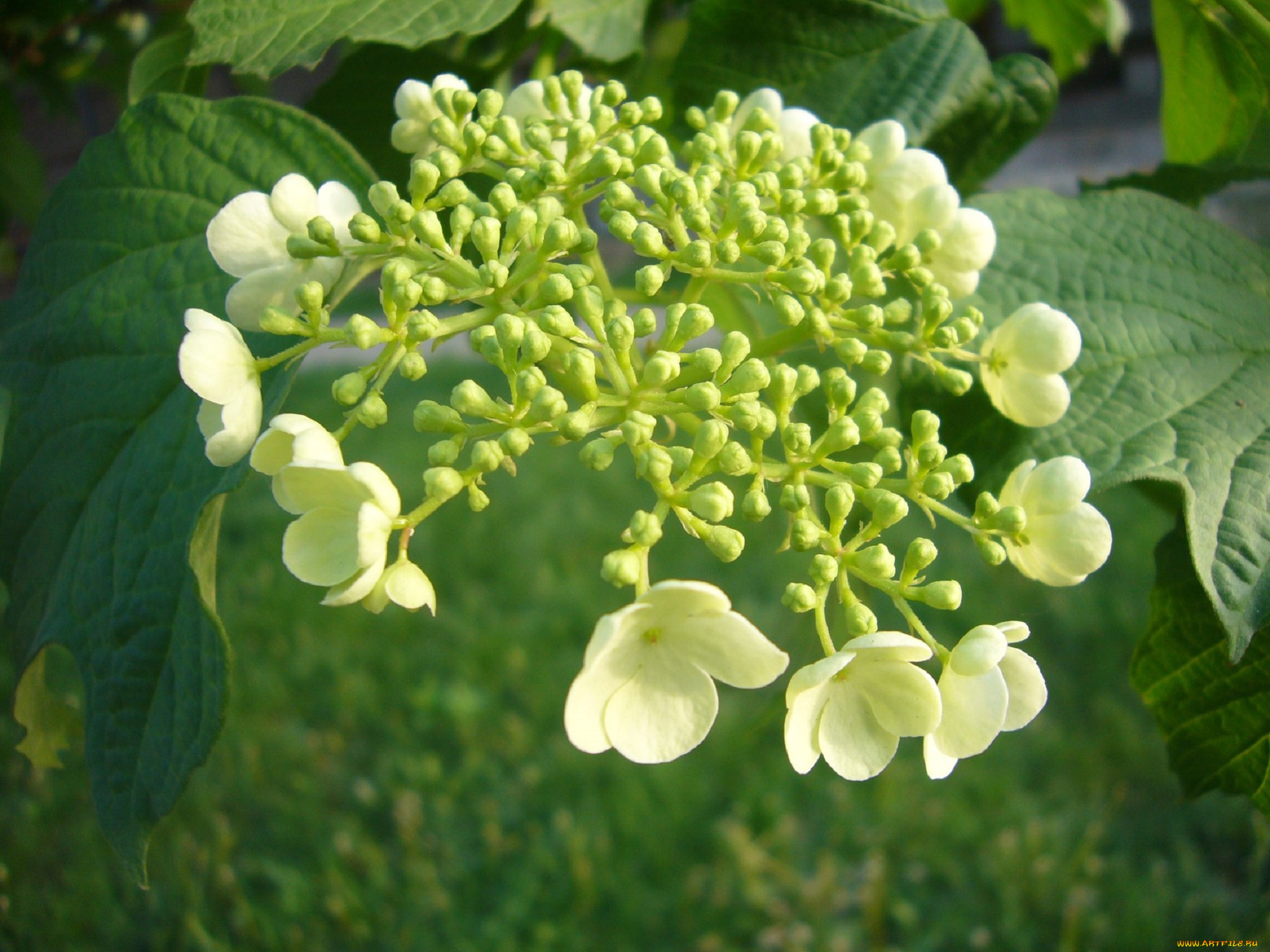 цветы, цветущие, деревья, , , кустарники, калина