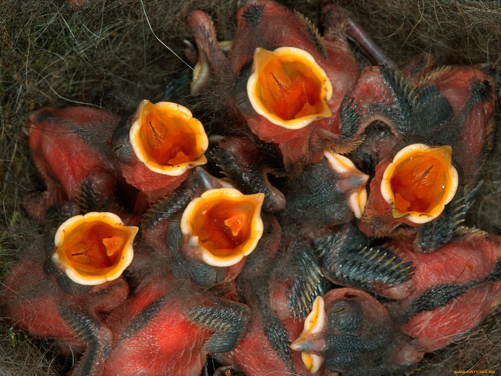 животные, гнезда, птиц