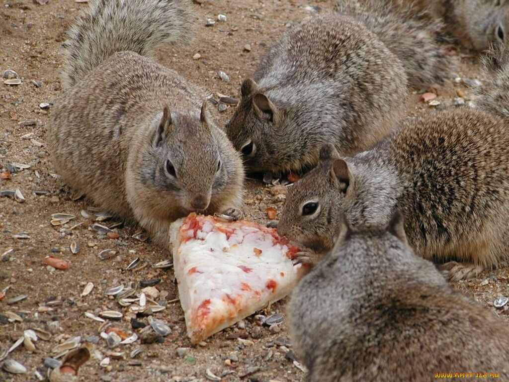 животные, белки