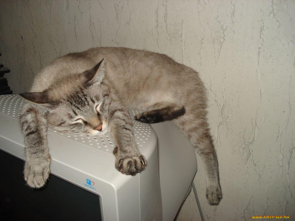 животные, коты