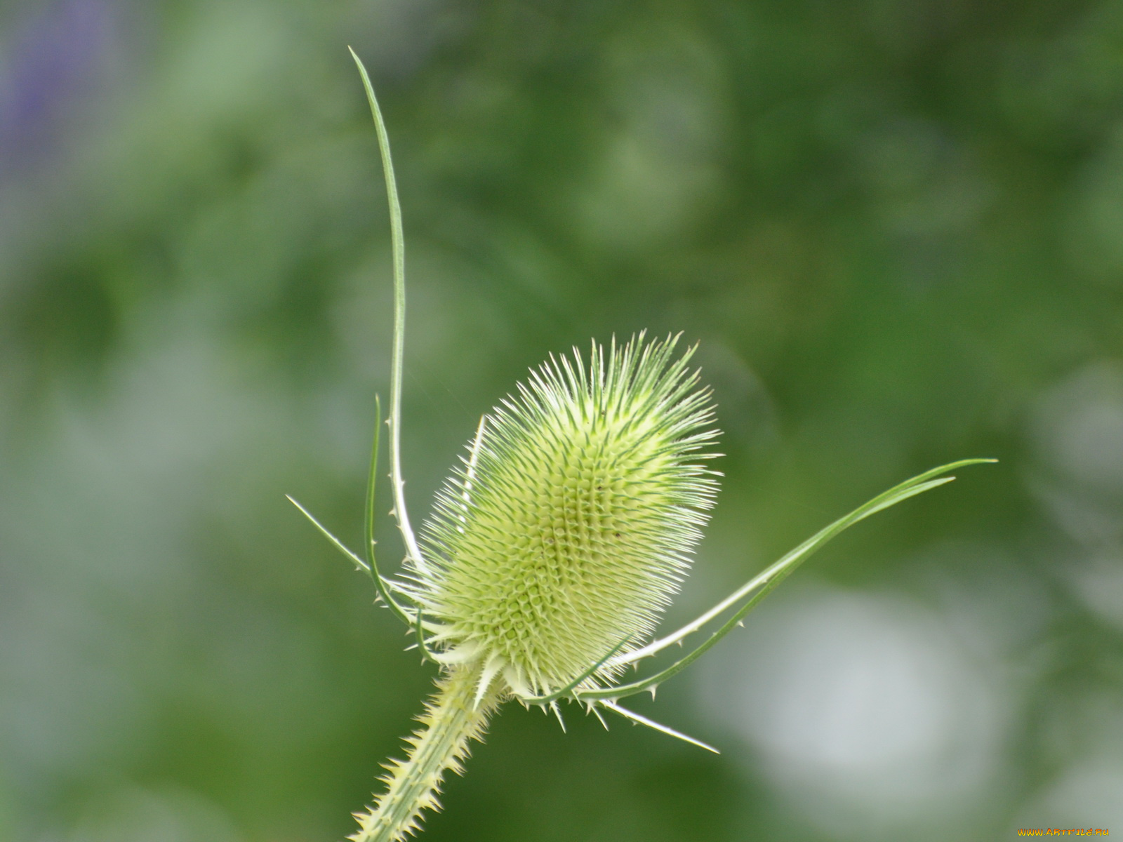 цветы, Чертополох, репейник