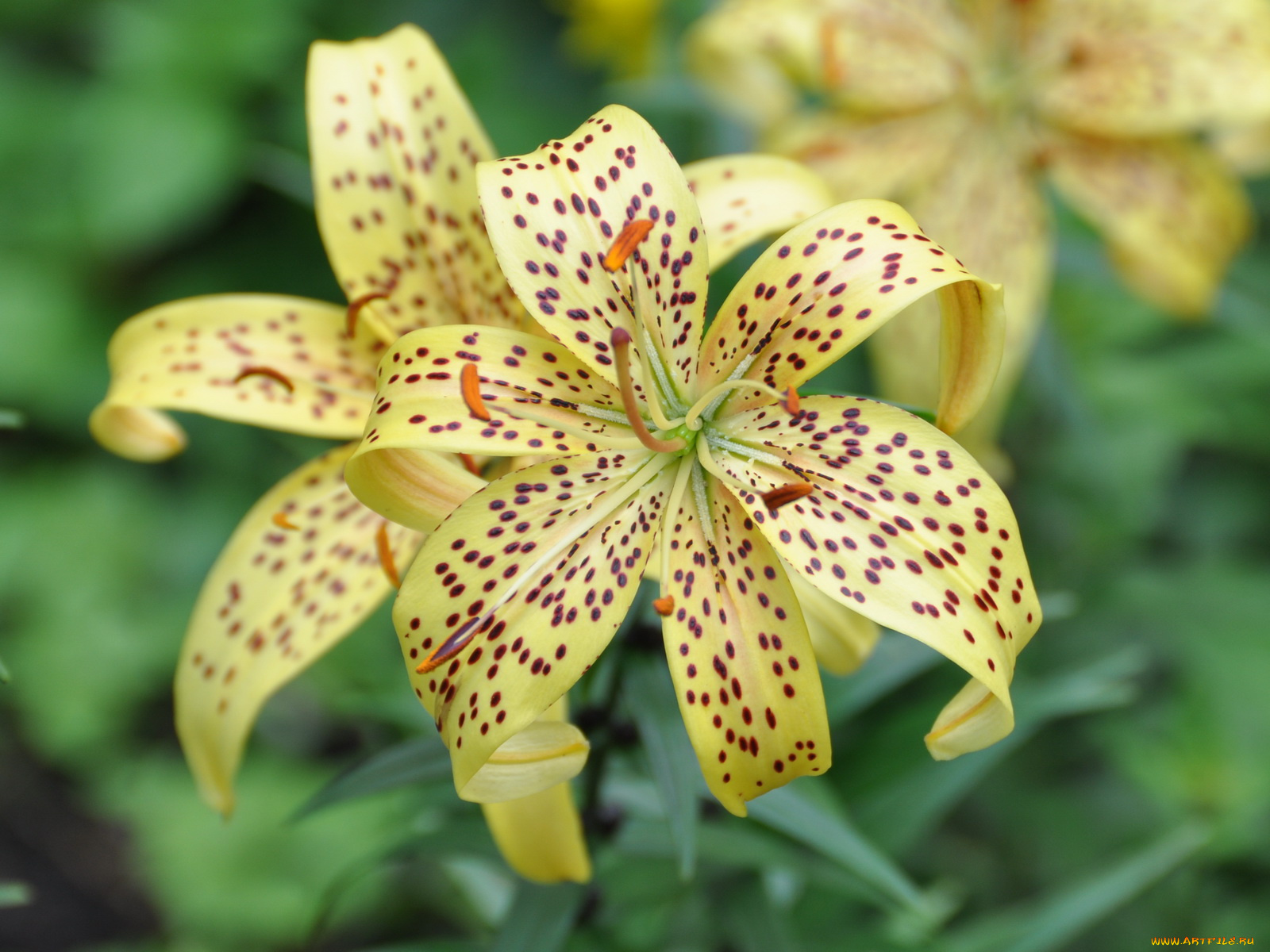 цветы, лилии, лилейники